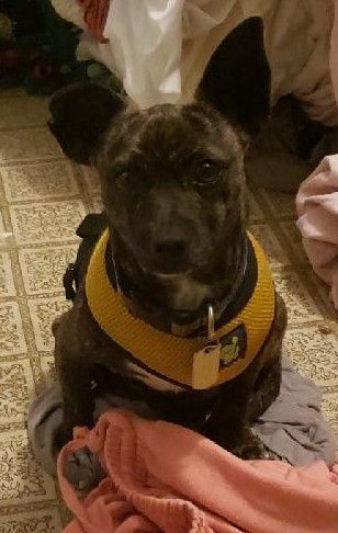 Trouble, a Adoptable mixed breed in Sarasota, FL image 3/12