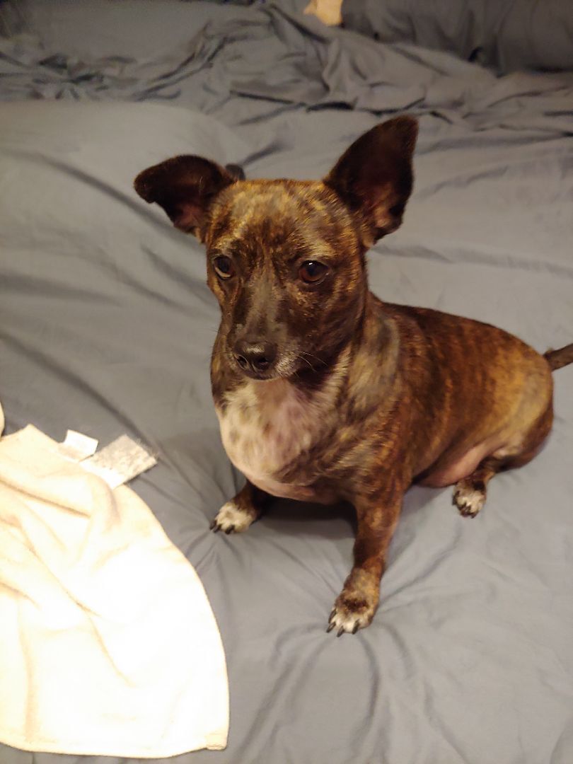 Trouble, a Adoptable mixed breed in Sarasota, FL image 4/12