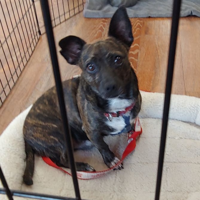 Enlarge Trouble, a Adoptable mixed breed in Sarasota, FL image 3/6