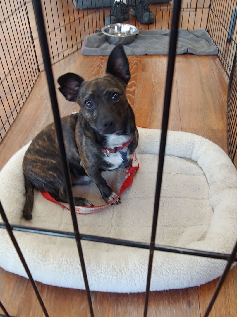 Trouble, a Adoptable mixed breed in Sarasota, FL image 5/12