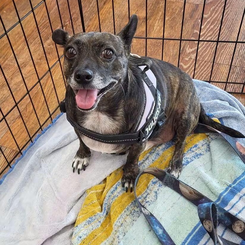 Trouble, Adoptable, Young Male Terrier & Dachshund.