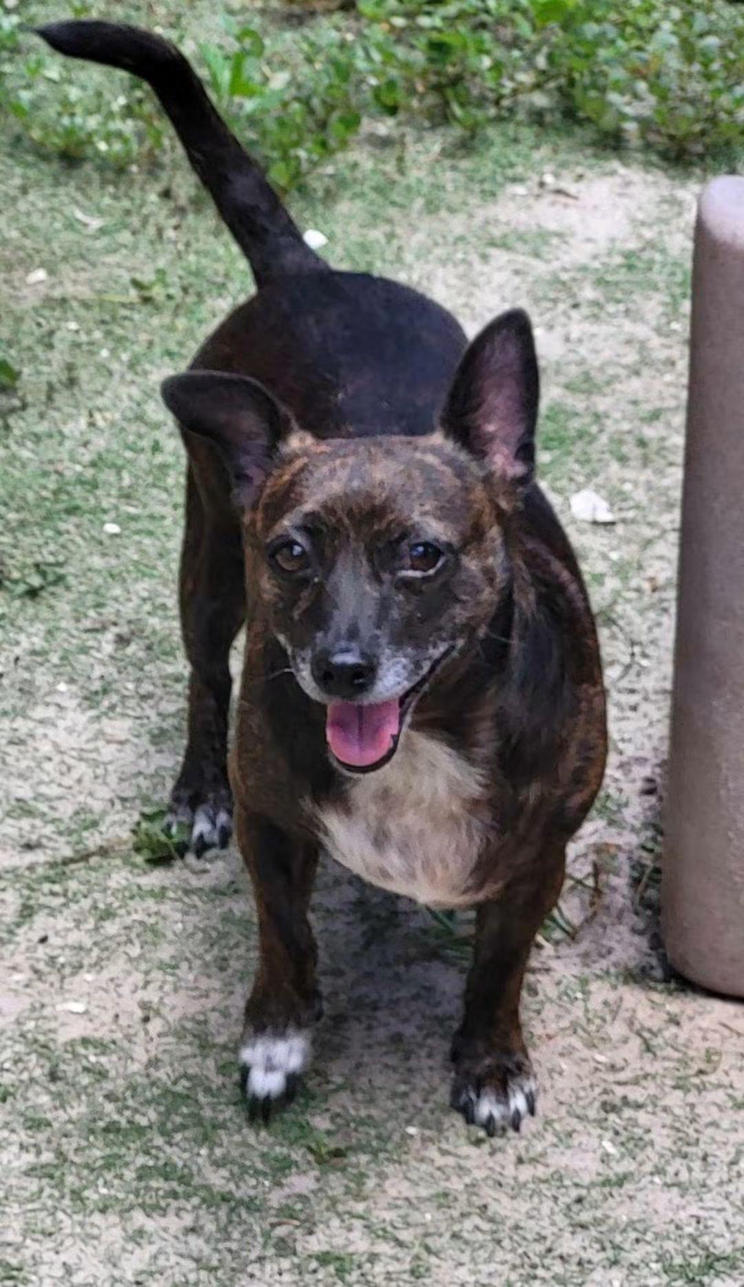 Enlarge Trouble, a Adoptable mixed breed in Sarasota, FL image 2/6