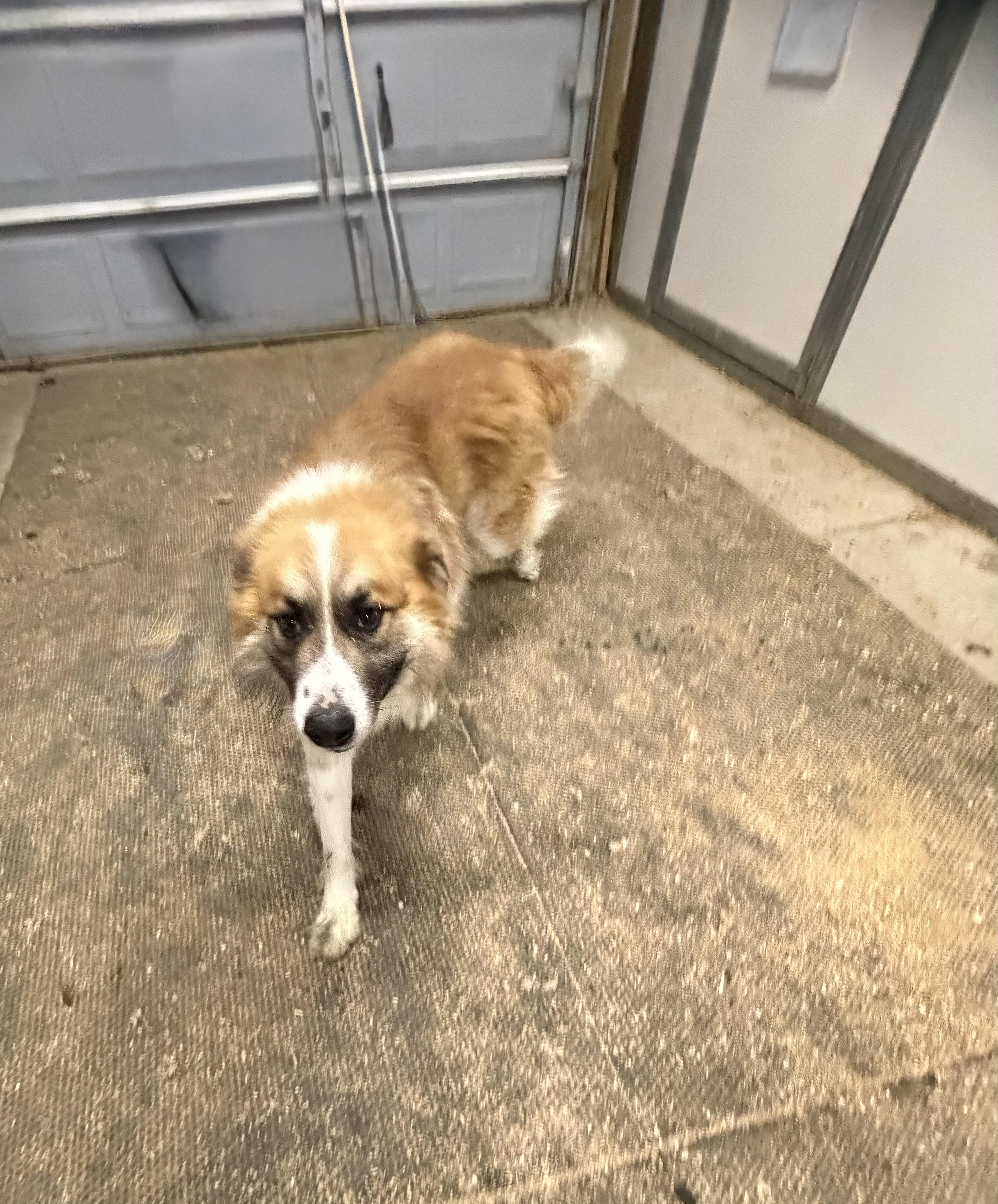 Hank, Adoptable, Adult Male Great Pyrenees & Australian Shepherd.