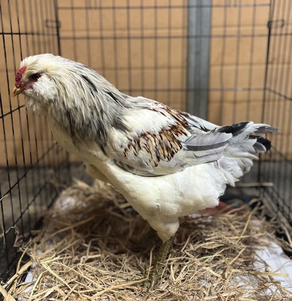 Rocko, Adoptable, Adult Male Chicken.