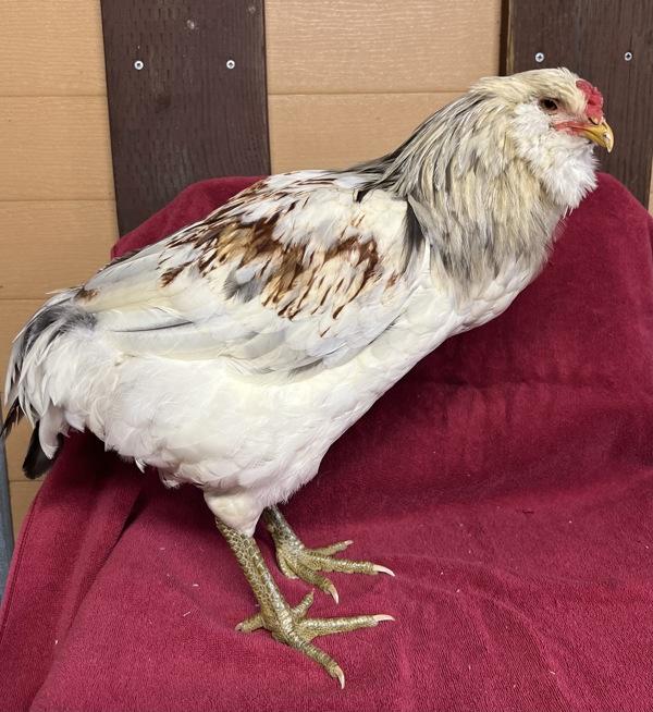 Enlarge Rocko, a Adoptable mixed breed in Monterey, CA image 2/2