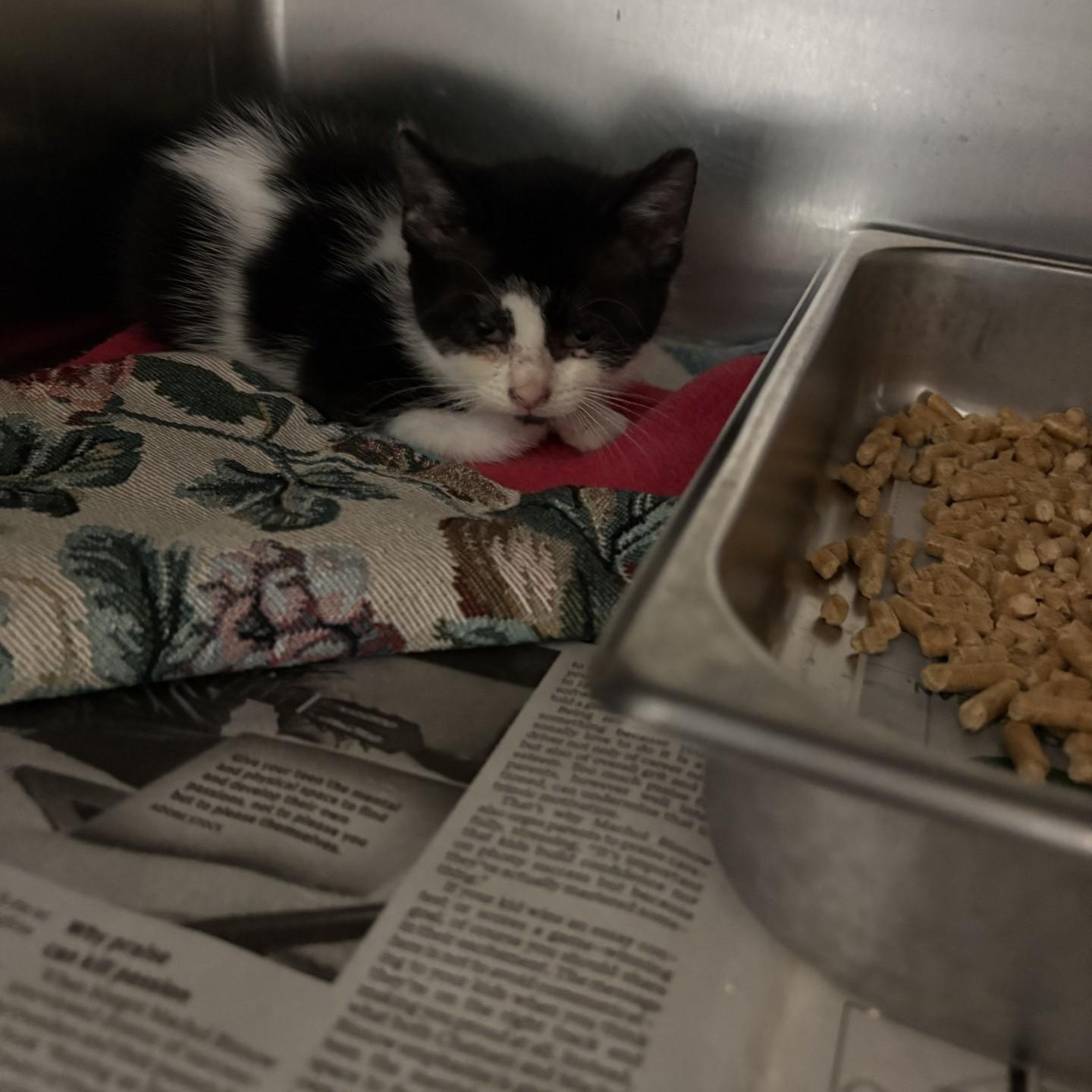 Max, ADOPTABLE, Kitten Male Domestic Short Hair.