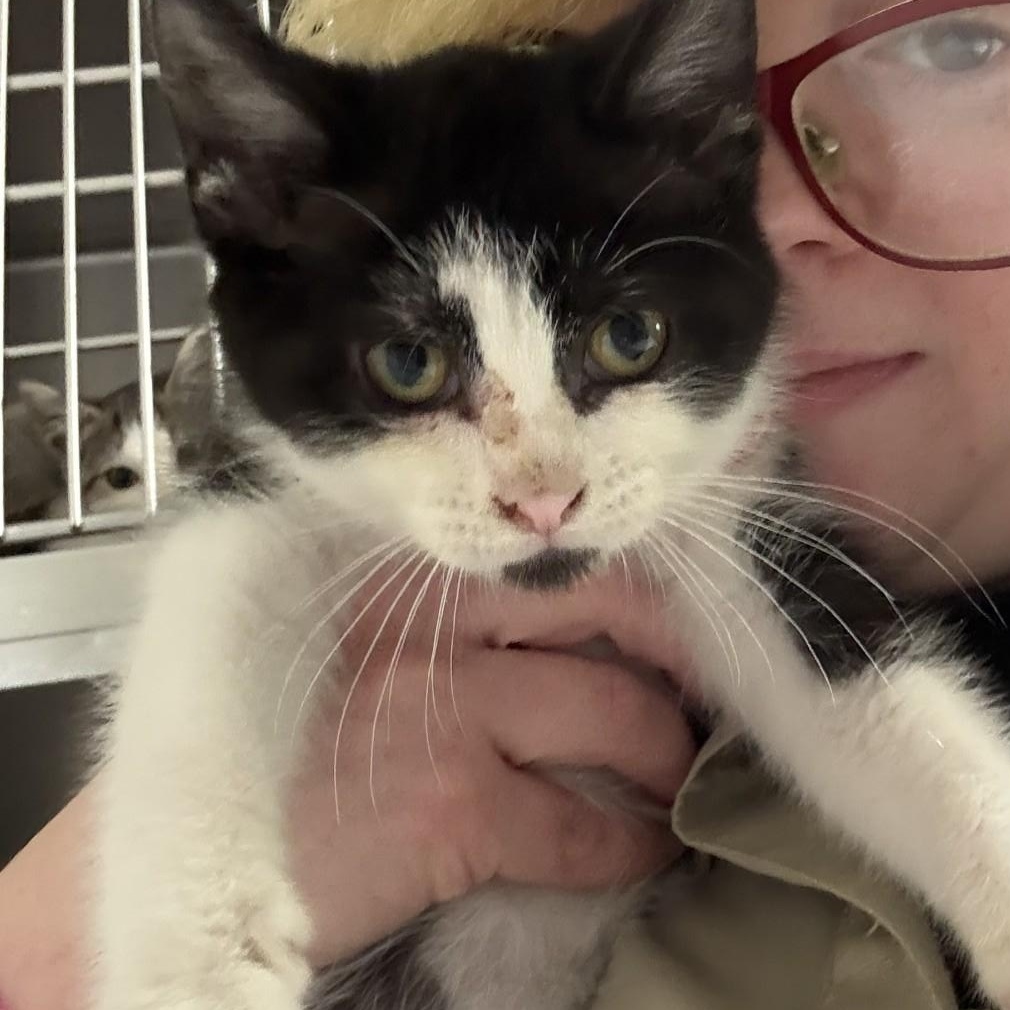 Max, ADOPTABLE, Kitten Male Domestic Short Hair.