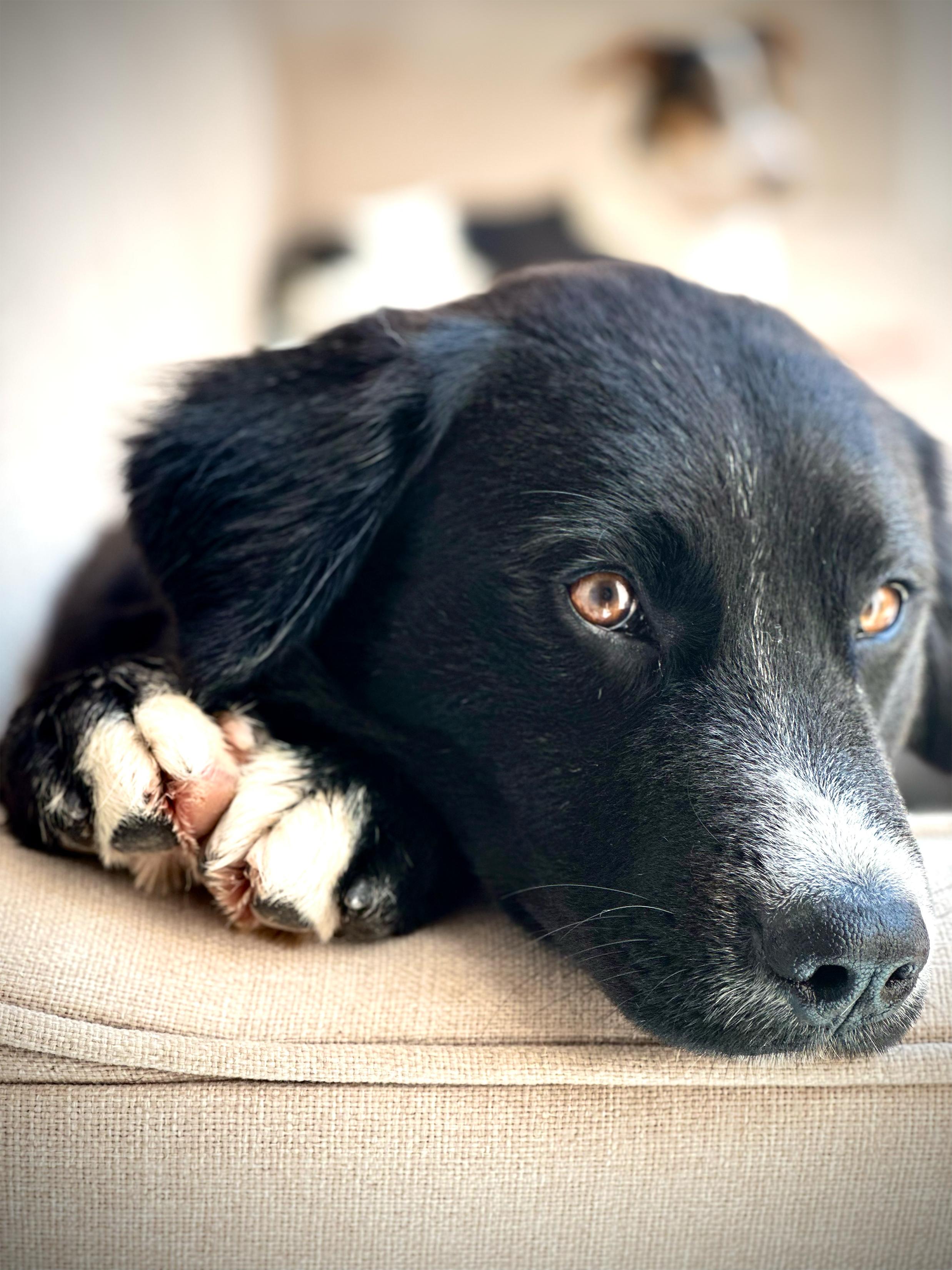 Ody, a Adoptable mixed breed in Encino, CA image 1/6