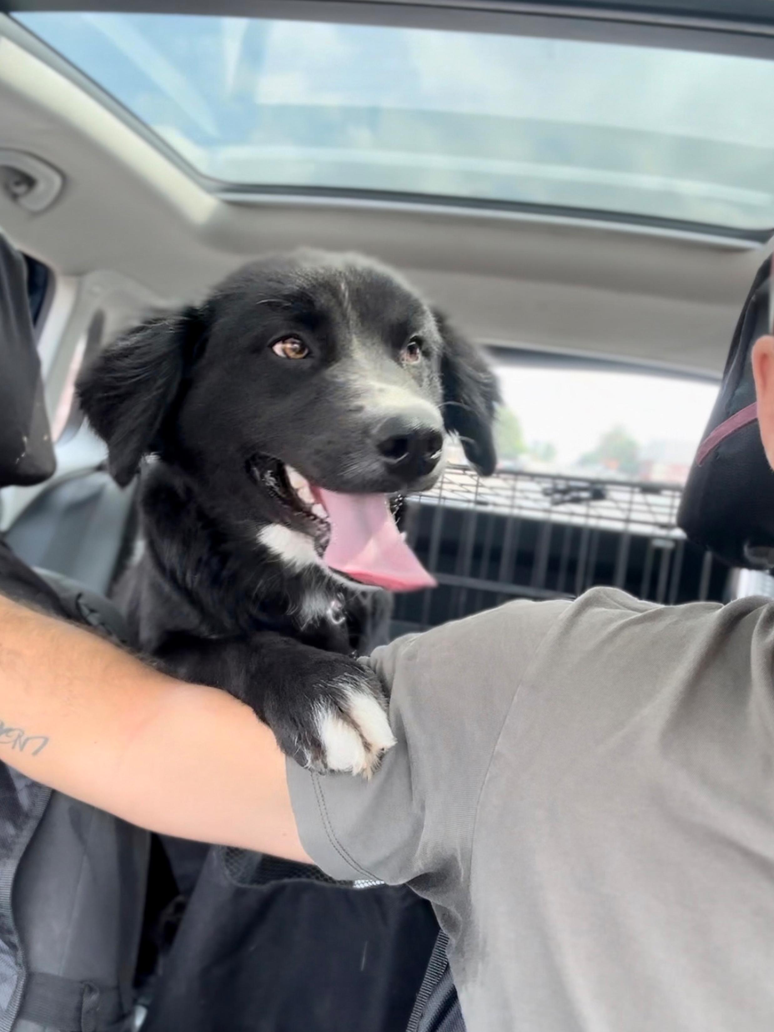 Ody, a Adoptable mixed breed in Encino, CA image 2/6