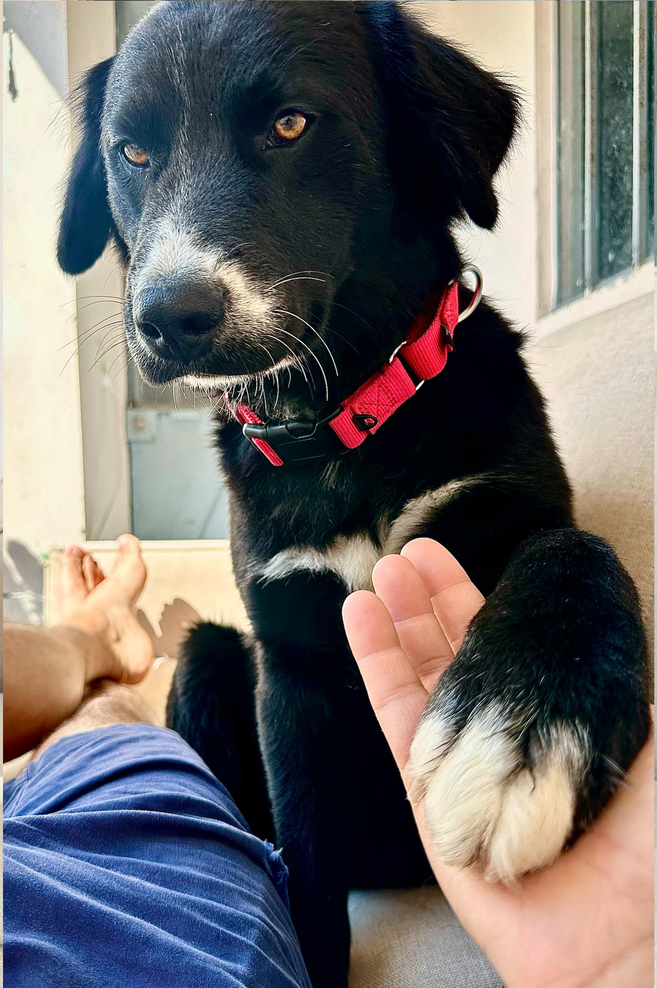 Ody, a Adoptable mixed breed in Encino, CA image 5/6