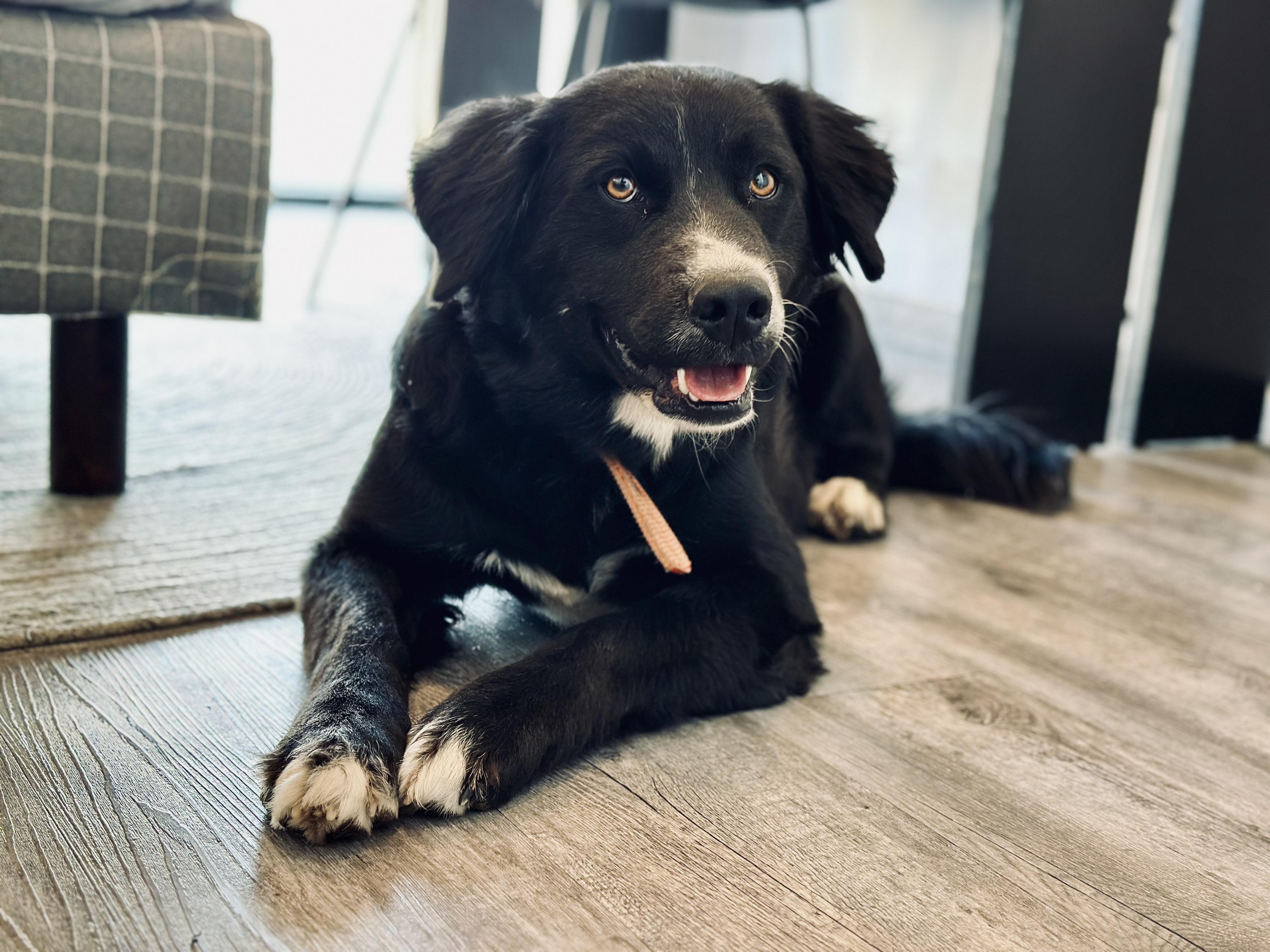 Ody, a Adoptable mixed breed in Encino, CA image 3/6