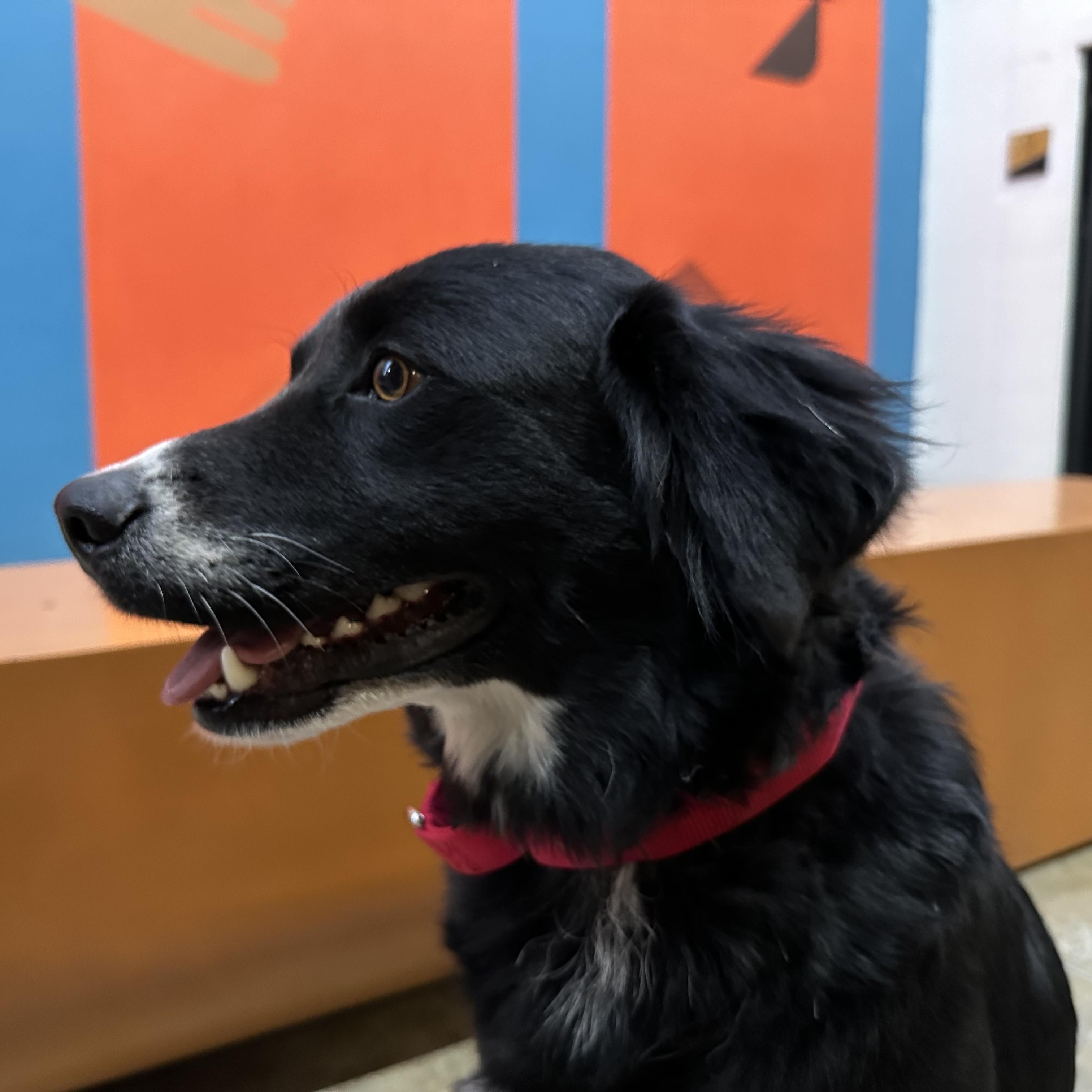 Ody, a Adoptable mixed breed in Encino, CA image 6/6