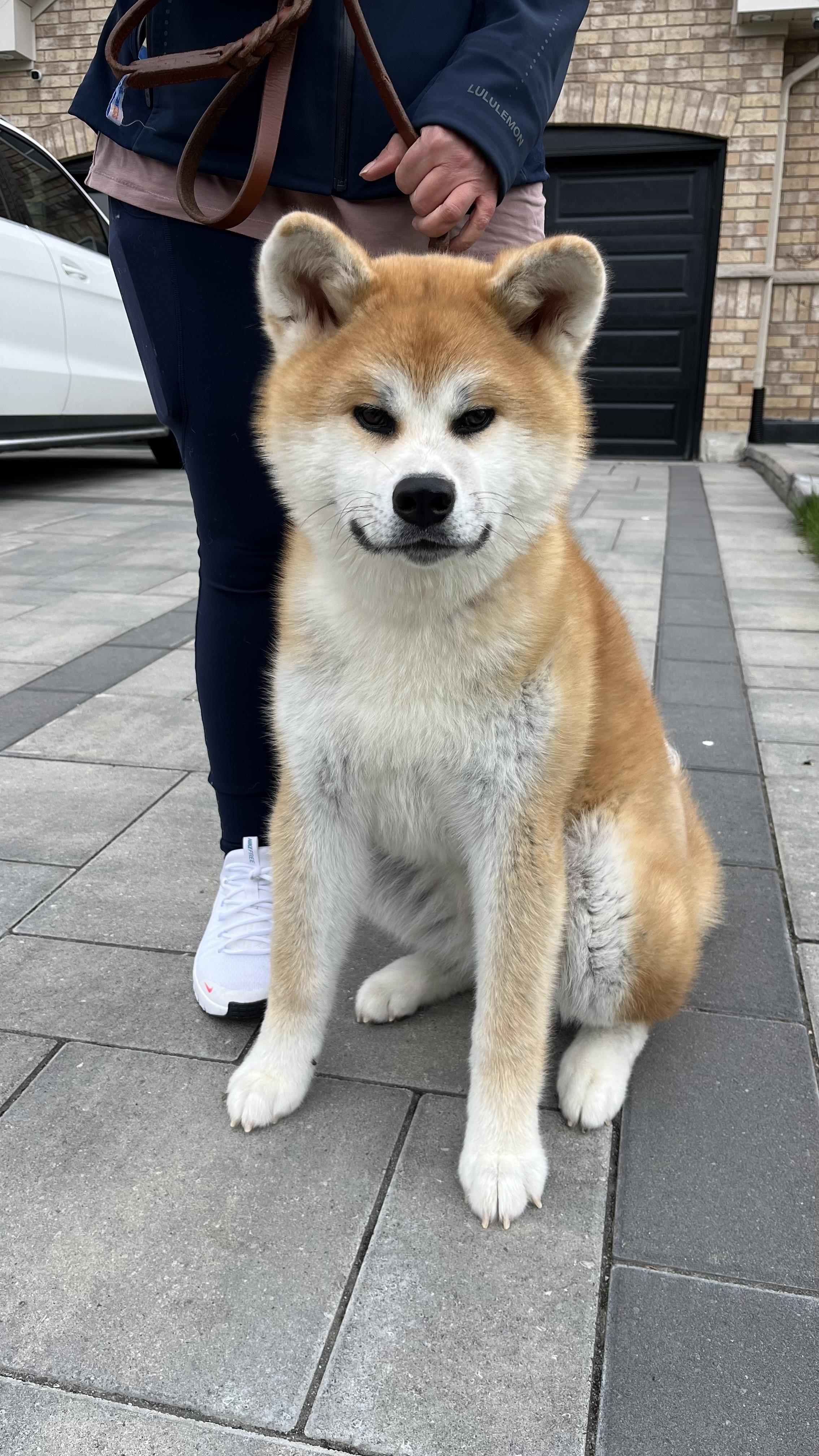 Urgent. Foster or Forever Home Needed! , an adopted Akita in Richmond Hill, ON image 3/6