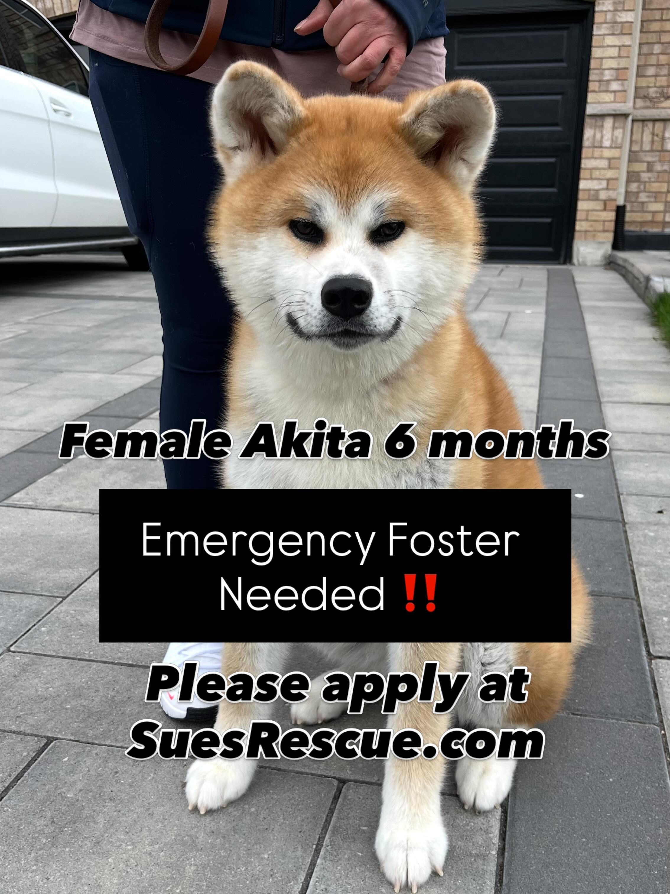 Urgent. Foster or Forever Home Needed! , adopted, Puppy Female Akita.