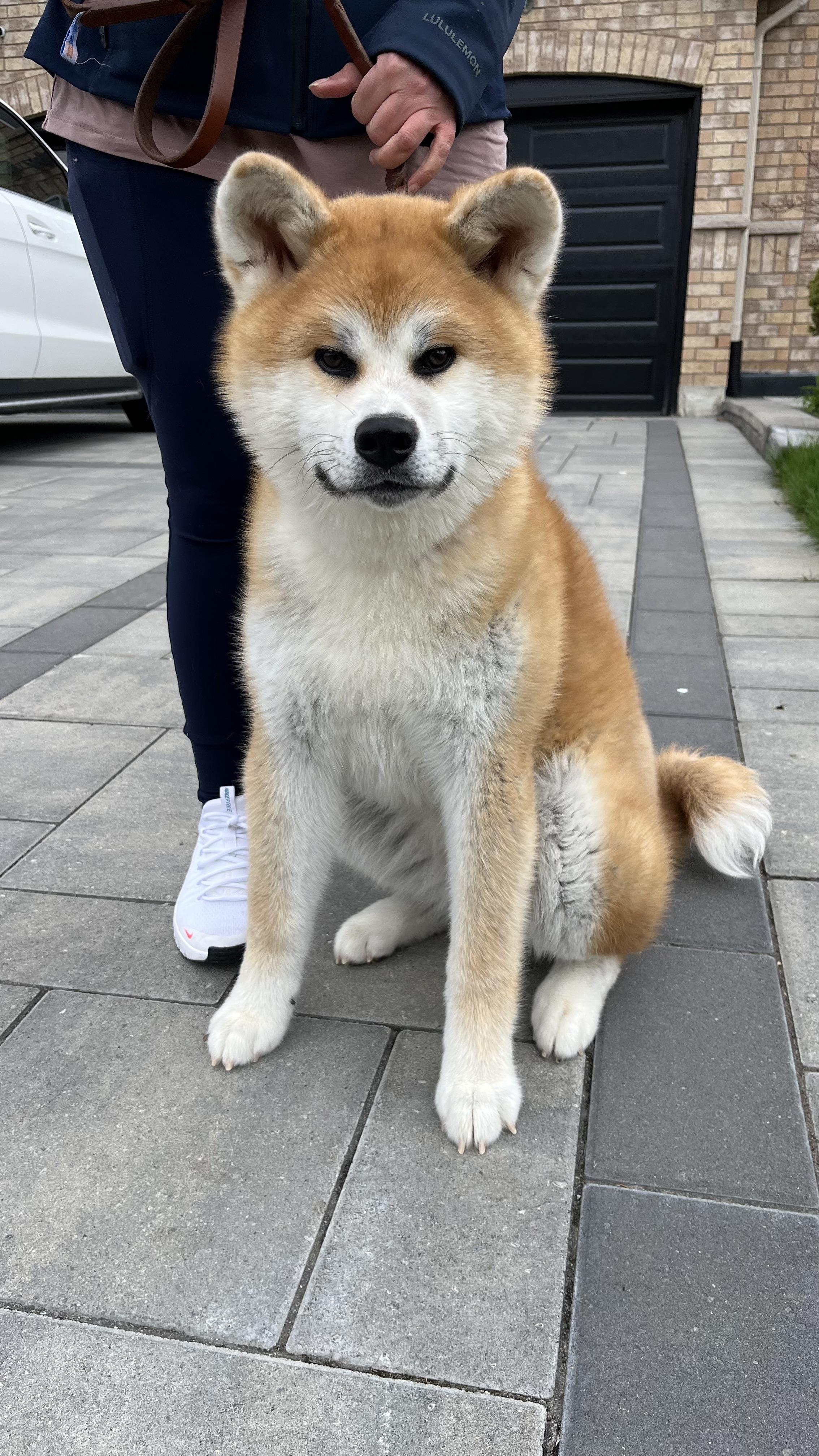Urgent. Foster or Forever Home Needed! , an adopted Akita in Richmond Hill, ON image 4/6
