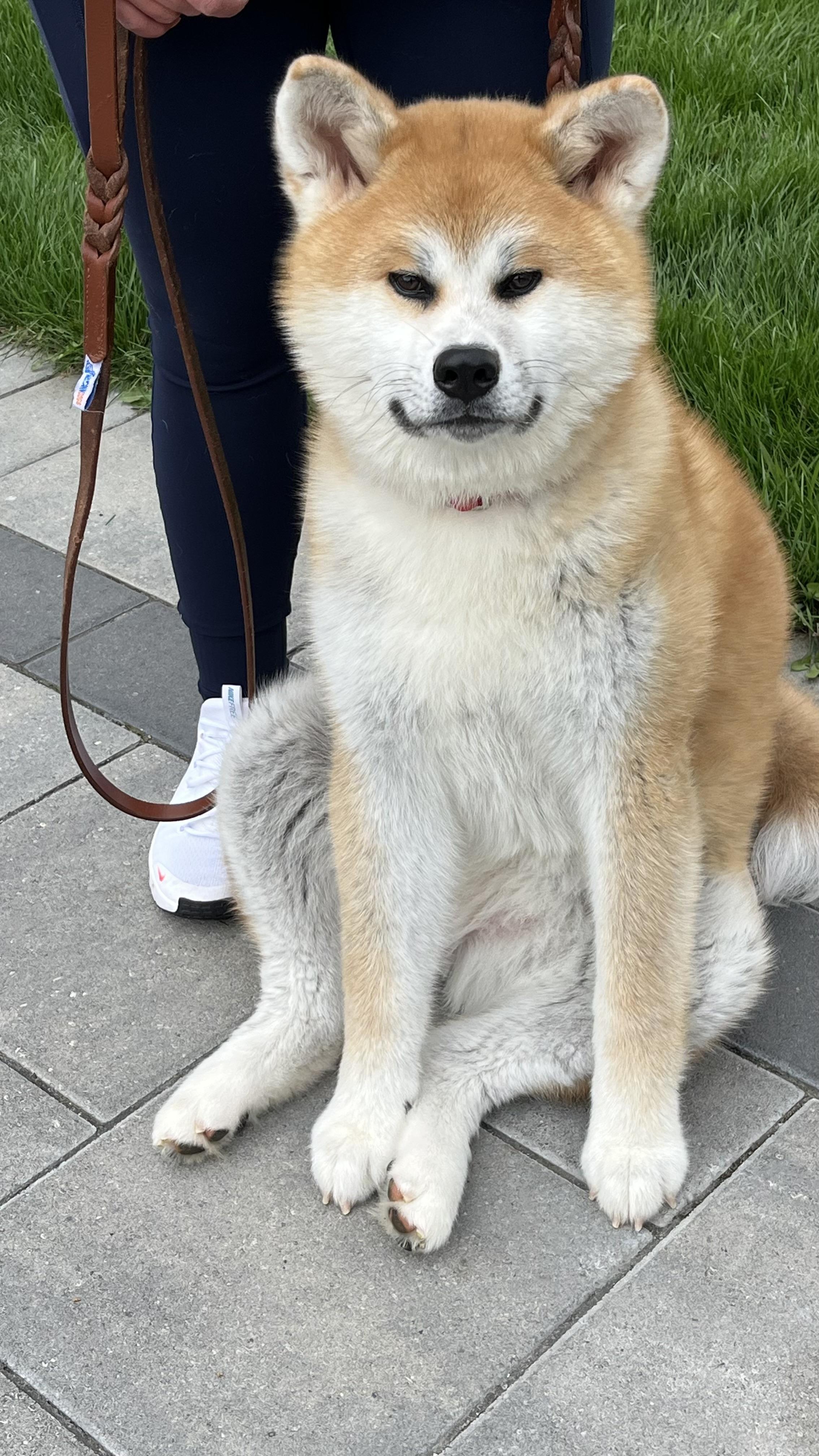 Urgent. Foster or Forever Home Needed! , an adopted Akita in Richmond Hill, ON image 6/6