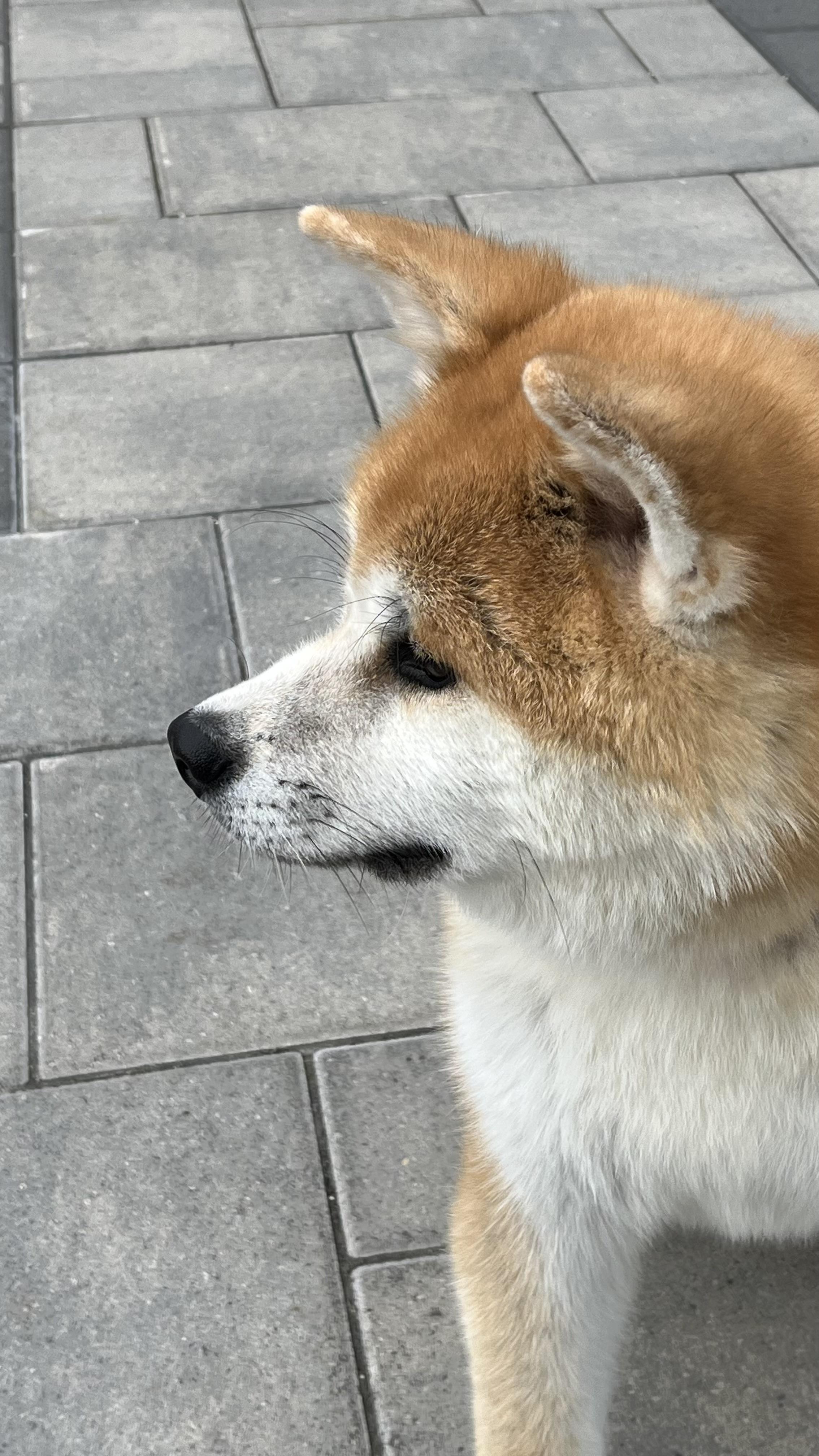 Urgent. Foster or Forever Home Needed! , an adopted Akita in Richmond Hill, ON image 2/6