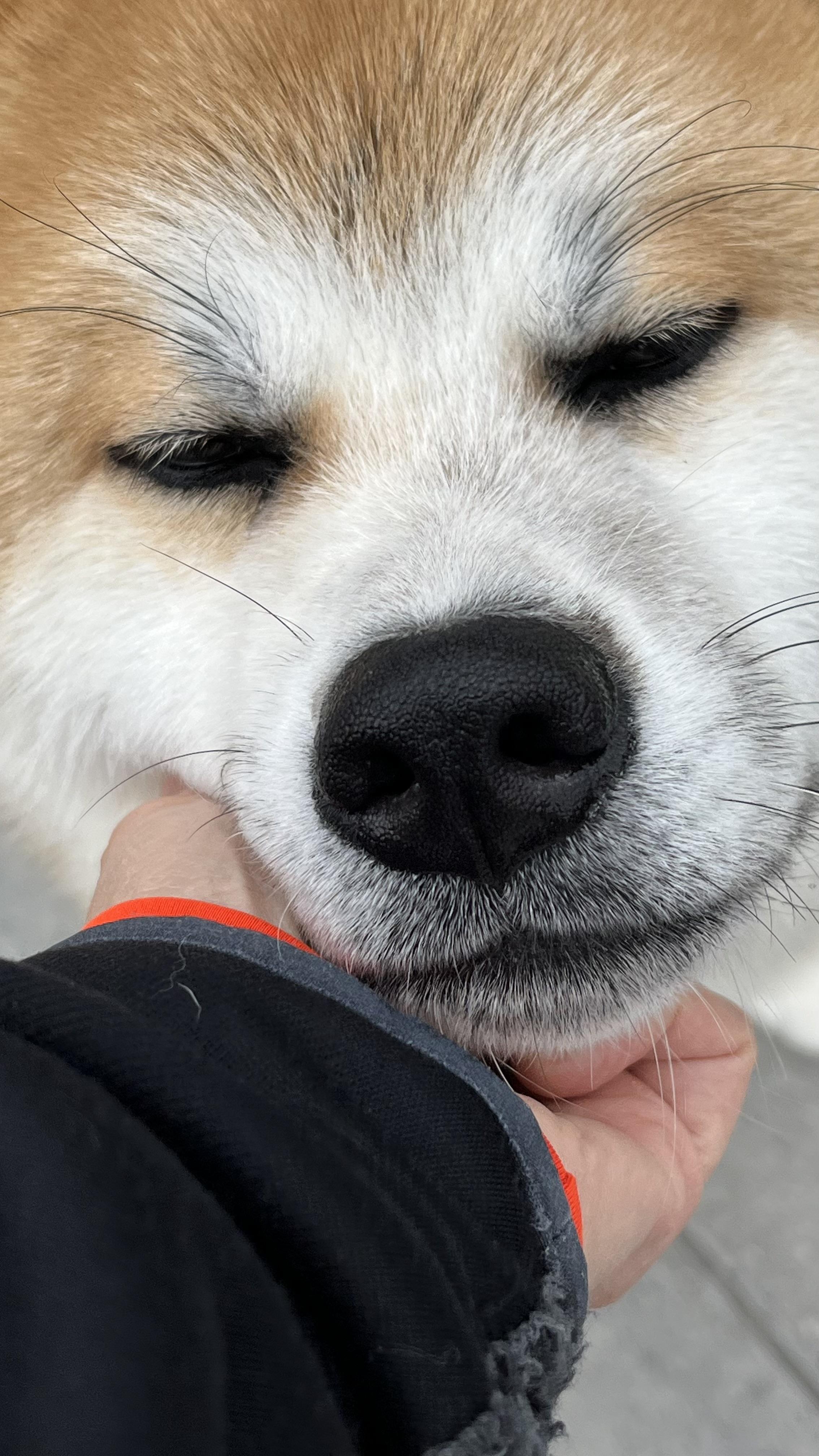 Urgent. Foster or Forever Home Needed! , an adopted Akita in Richmond Hill, ON image 5/6