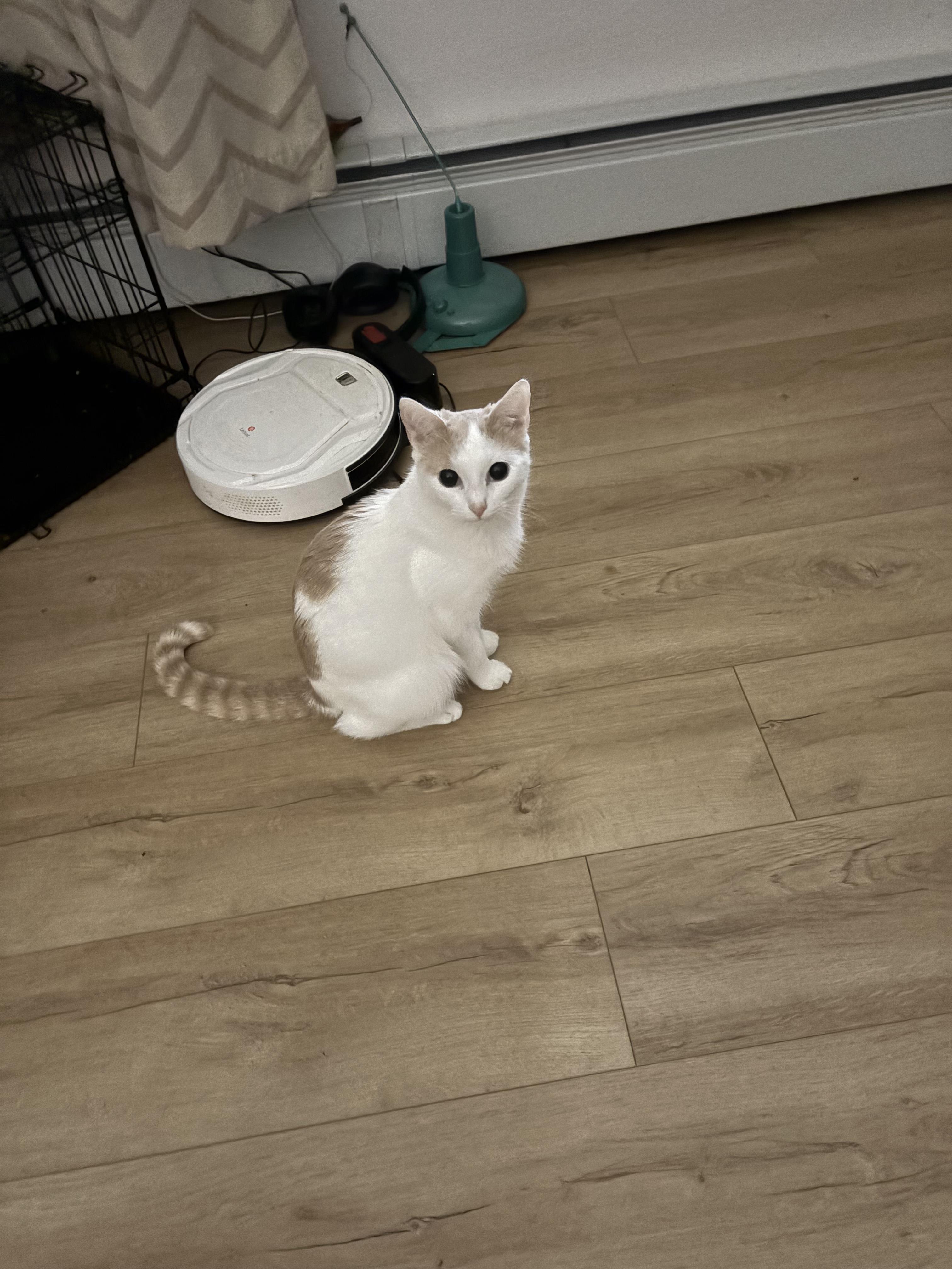 Enlarge Tiny Tim, a Adoptable Domestic Short Hair in Newburgh, NY image 4/5