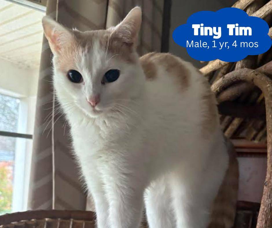 Tiny Tim, Adoptable, Young Male Domestic Short Hair.