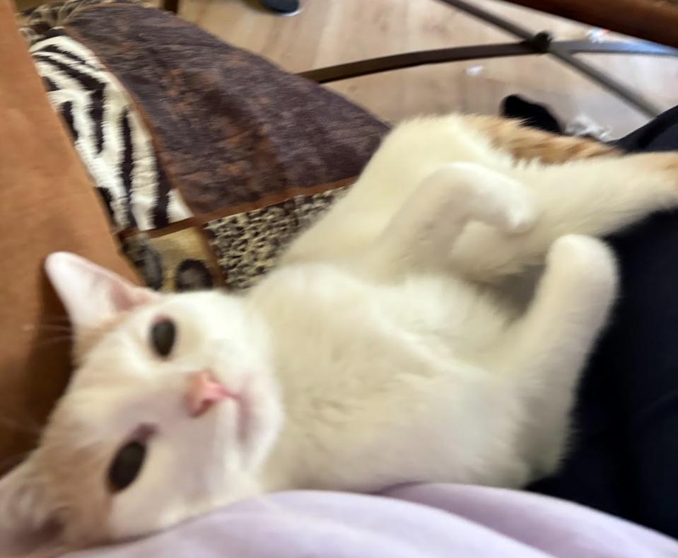 Enlarge Tiny Tim, a Adoptable Domestic Short Hair in Newburgh, NY image 3/5