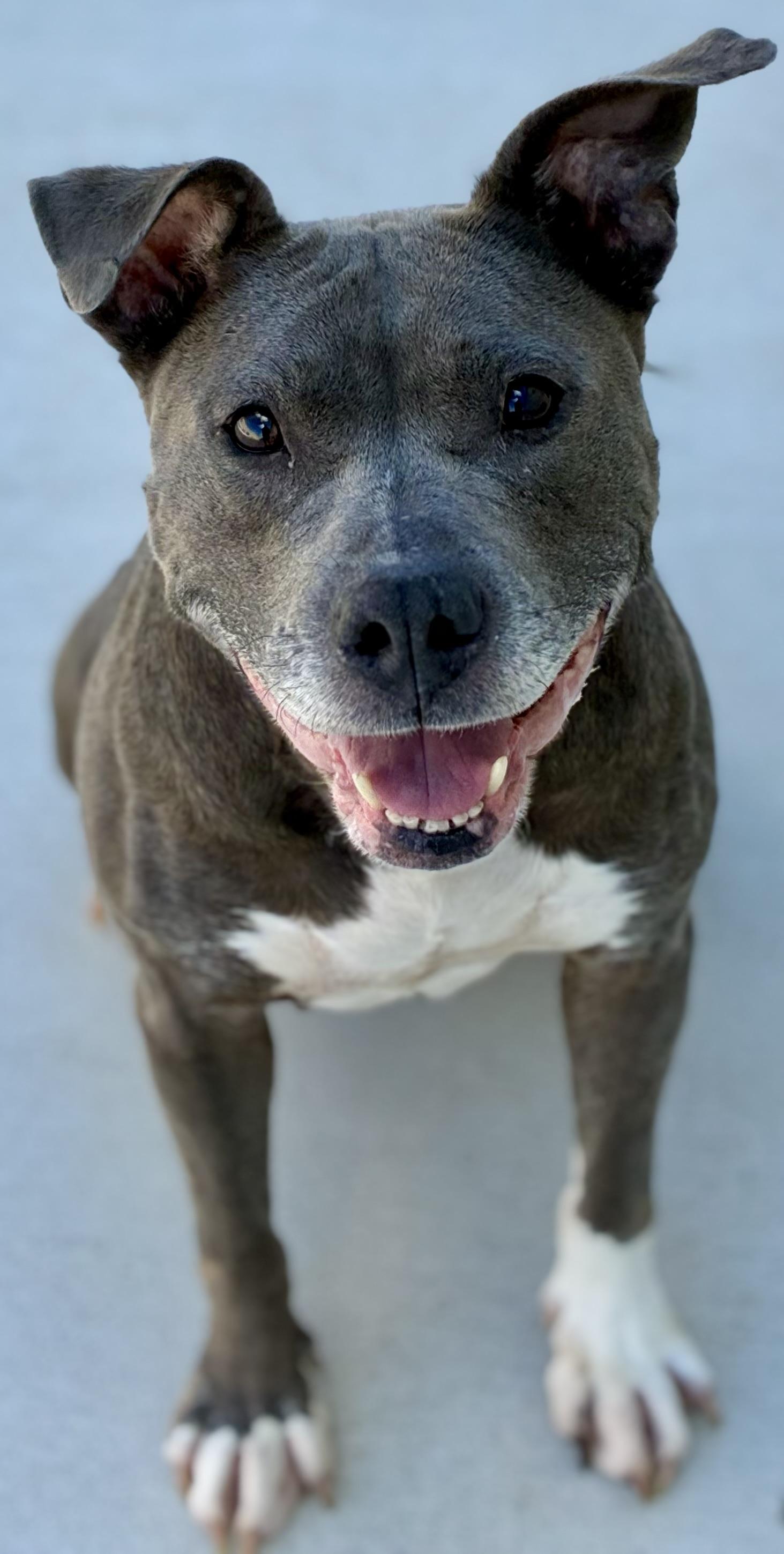 Enlarge Rielle, a Adoptable mixed breed in Sandusky, MI image 4/6
