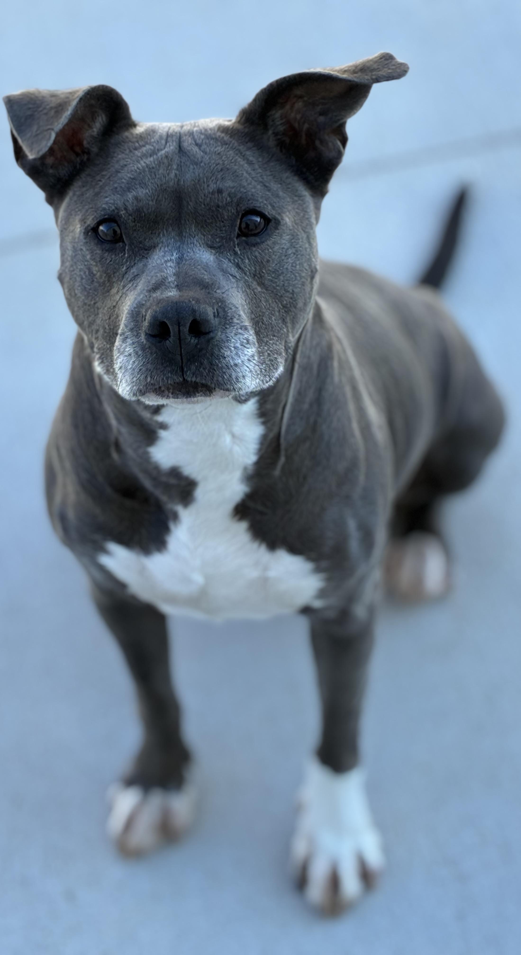 Enlarge Rielle, a Adoptable mixed breed in Sandusky, MI image 5/6