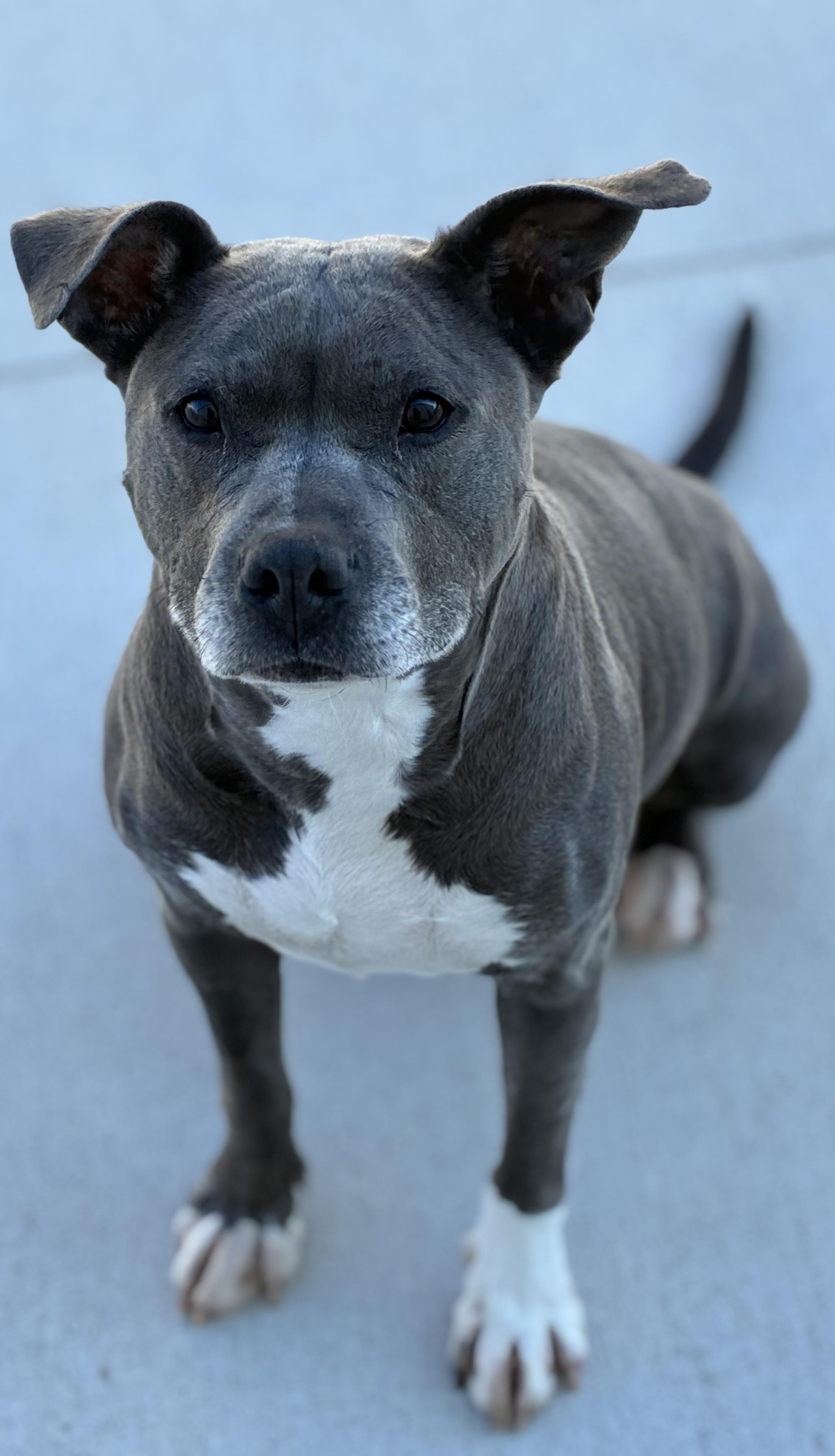 Enlarge Rielle, a Adoptable mixed breed in Sandusky, MI image 6/6