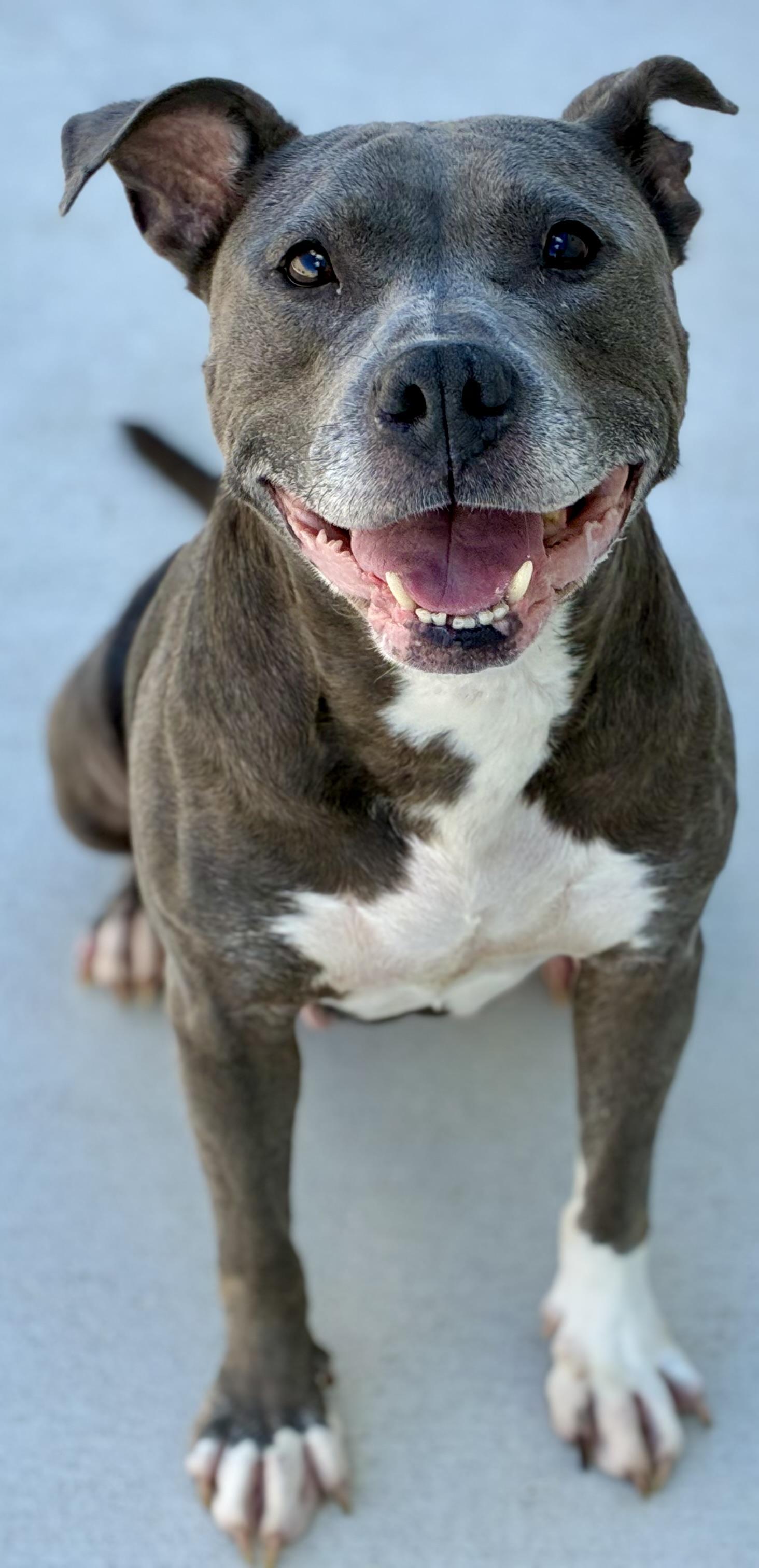 Enlarge Rielle, a Adoptable mixed breed in Sandusky, MI image 2/6