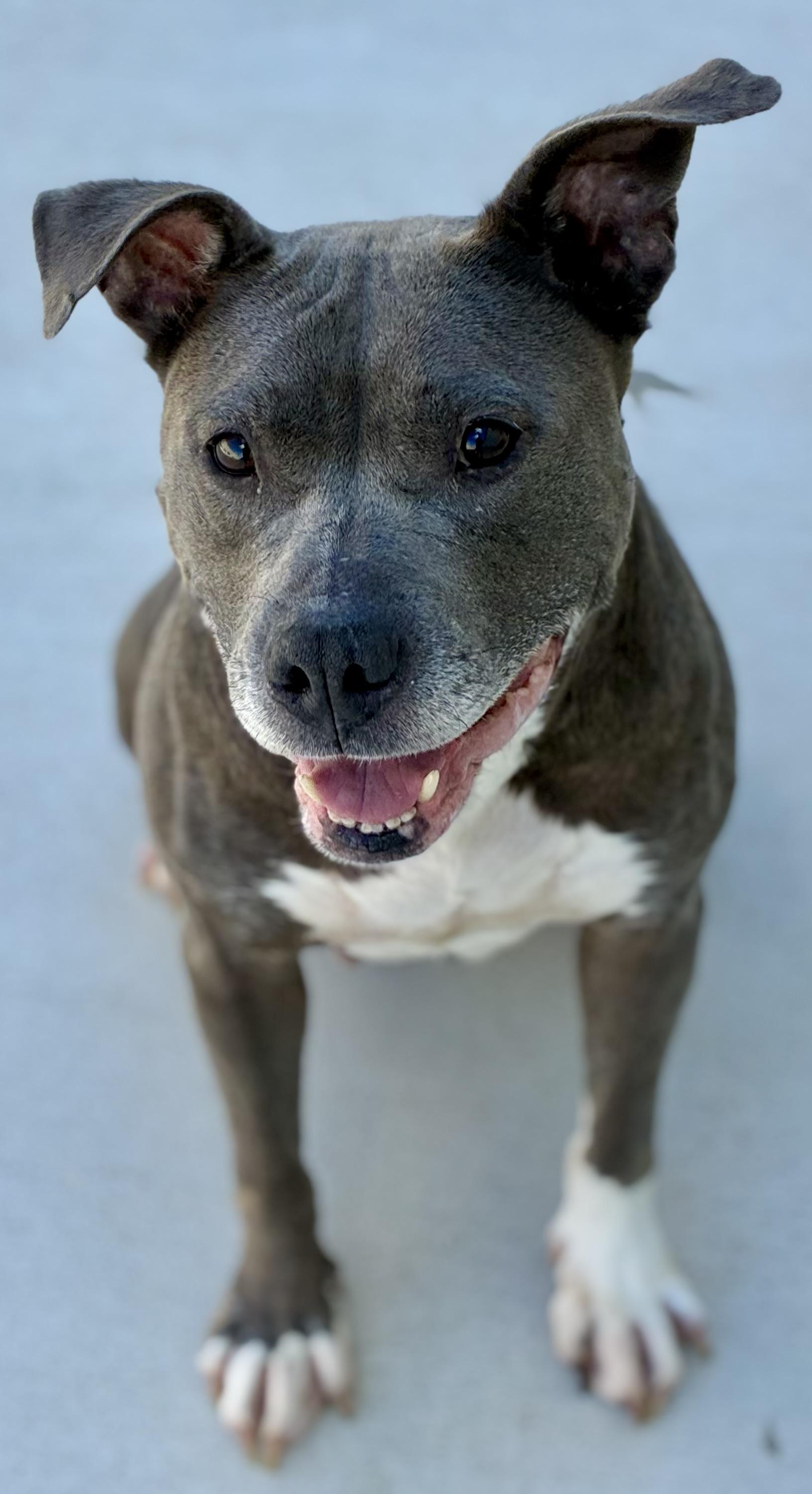 Enlarge Rielle, a Adoptable mixed breed in Sandusky, MI image 3/6
