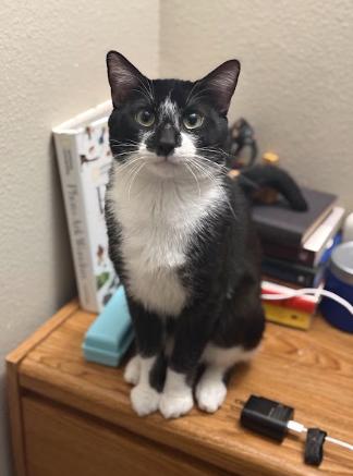 Tee, Adoptable, Adult Male Domestic Short Hair.