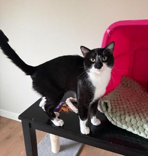 Tee, Adoptable, Adult Male Domestic Short Hair.