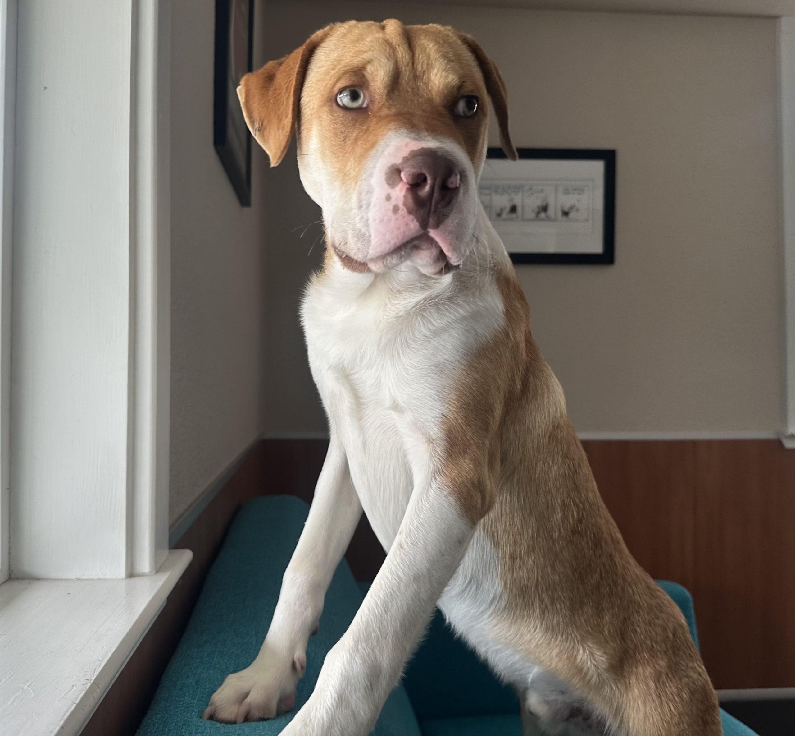 Enlarge Paw, a ADOPTABLE mixed breed in Angels Camp, CA image 3/3