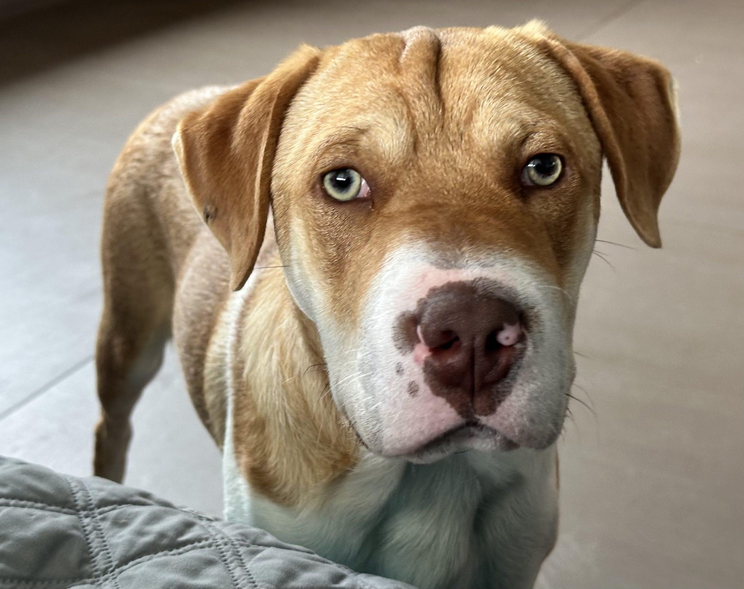 Enlarge Paw, a ADOPTABLE mixed breed in Angels Camp, CA image 2/3