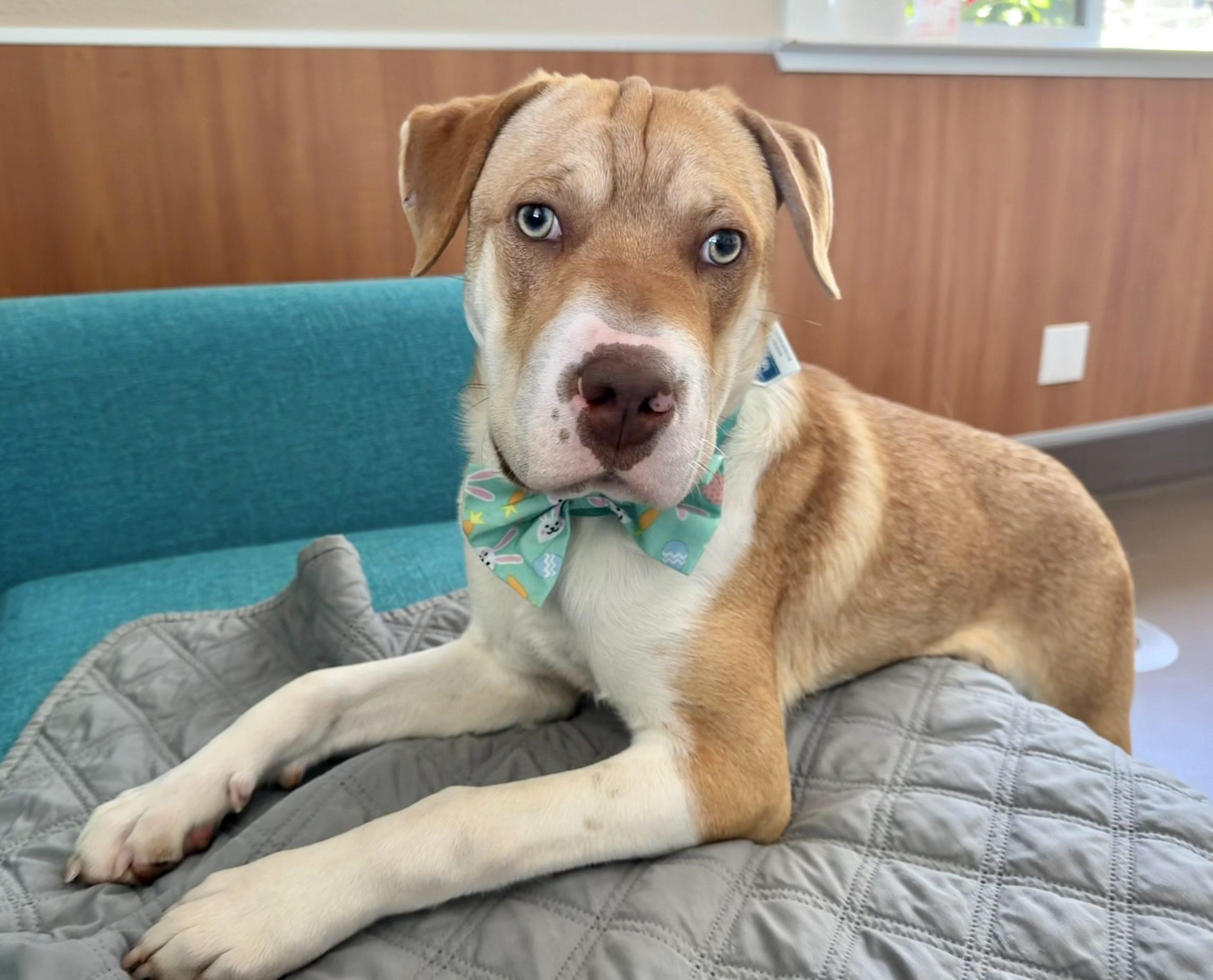 Paw, ADOPTABLE, Puppy Male Labrador Retriever & Border Collie.