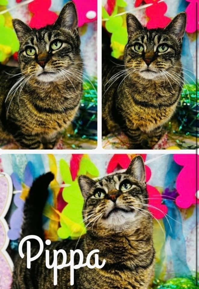 Enlarge Pippa ~ Senior Sweetie!, a Adoptable Domestic Short Hair in Rochester, IN image 1/1