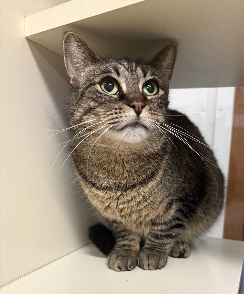 Pippa ~ Senior Sweetie! $0 to Adopt!, a Adoptable Domestic Short Hair in Rochester, IN image 2/2