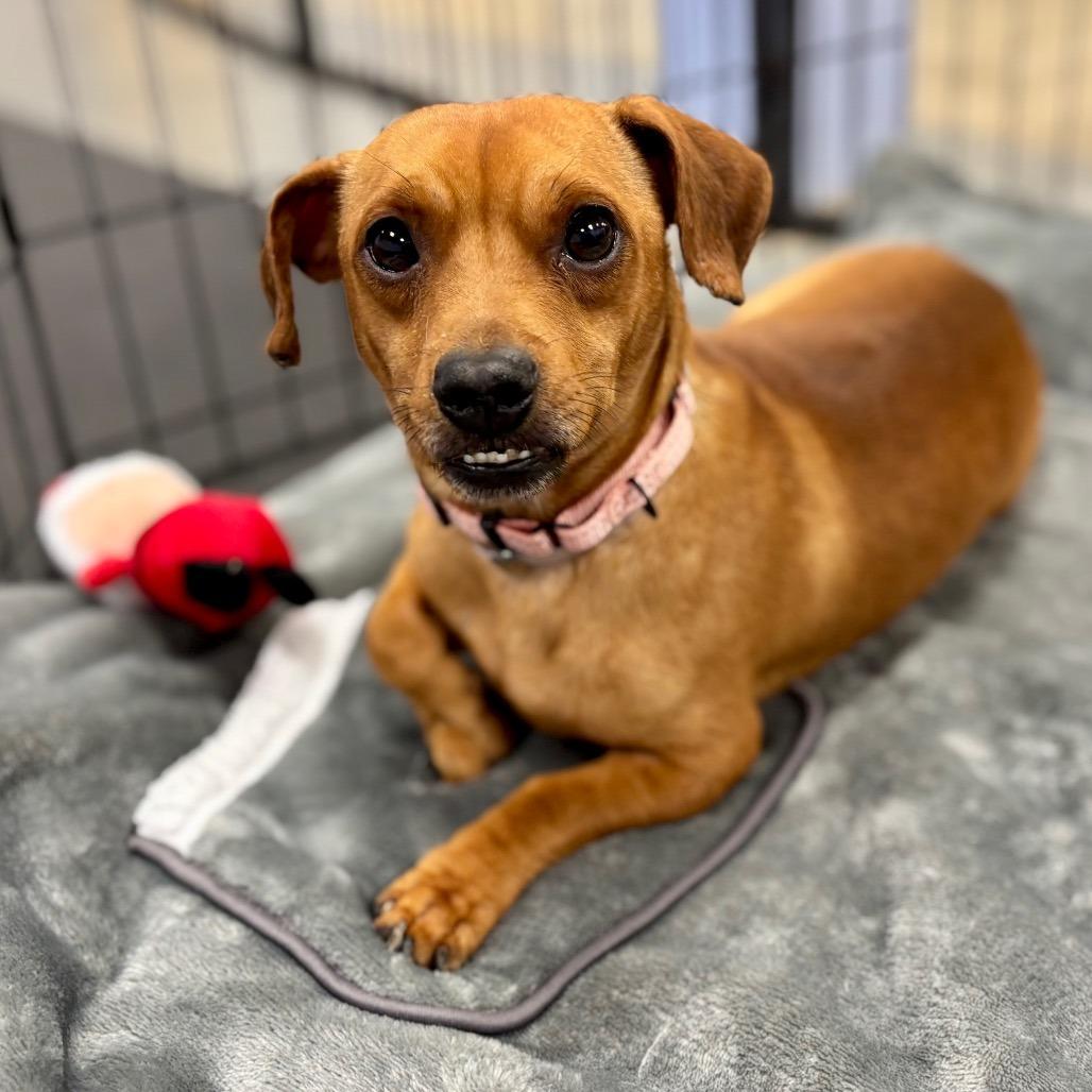 Enlarge Baby Boy, a Adoptable Mixed Breed in Wantagh, NY image 2/6