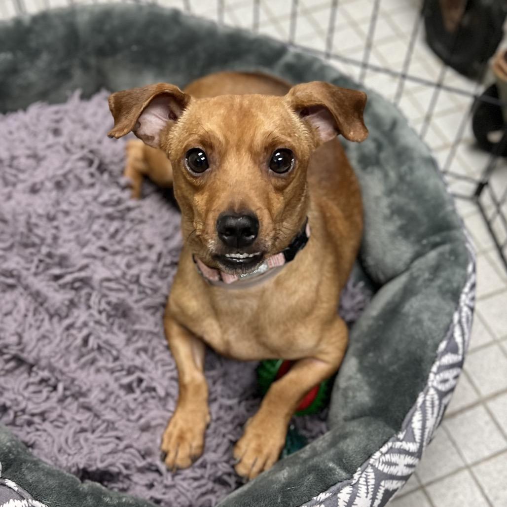 Enlarge Baby Boy, a Adoptable Mixed Breed in Wantagh, NY image 3/6