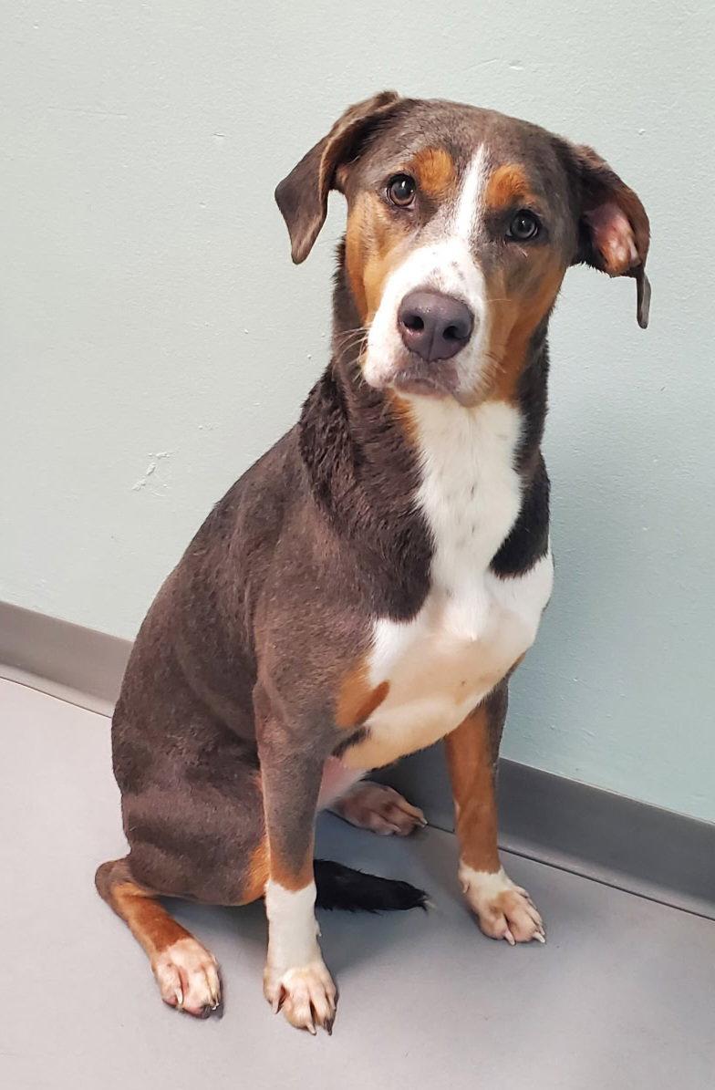 Sweet Pea (7140), Adoptable, Young Female Catahoula Leopard Dog & Hound.