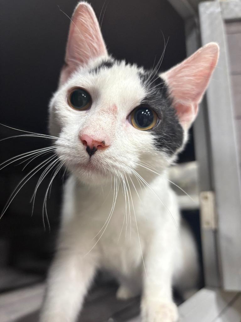 Po, Adopted, Young Male Domestic Short Hair.