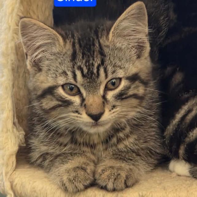 Cinder, Adoptable, Kitten Male Domestic Short Hair.