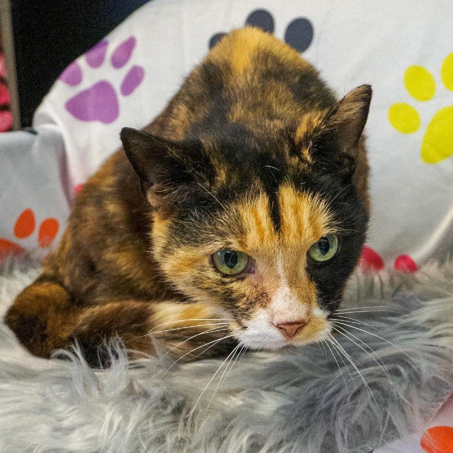 Enlarge Cali, a Adoptable Domestic Short Hair in Kittanning, PA image 1/3