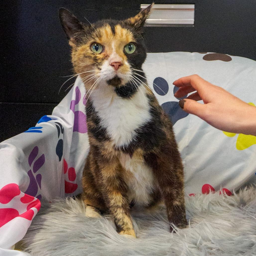 Cali, Adoptable, Senior Female Domestic Short Hair.