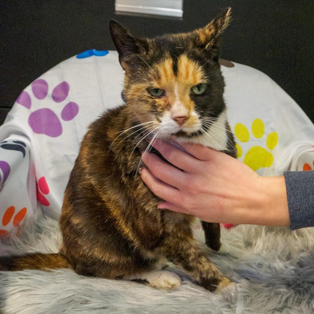 Enlarge Cali, a Adoptable Domestic Short Hair in Kittanning, PA image 2/3