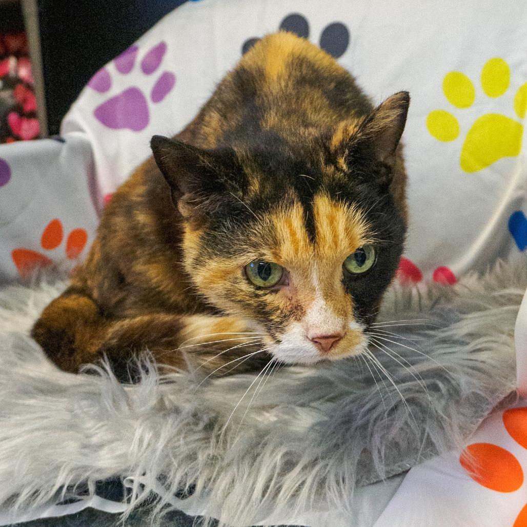 Enlarge Cali, a Adoptable Domestic Short Hair in Kittanning, PA image 3/3