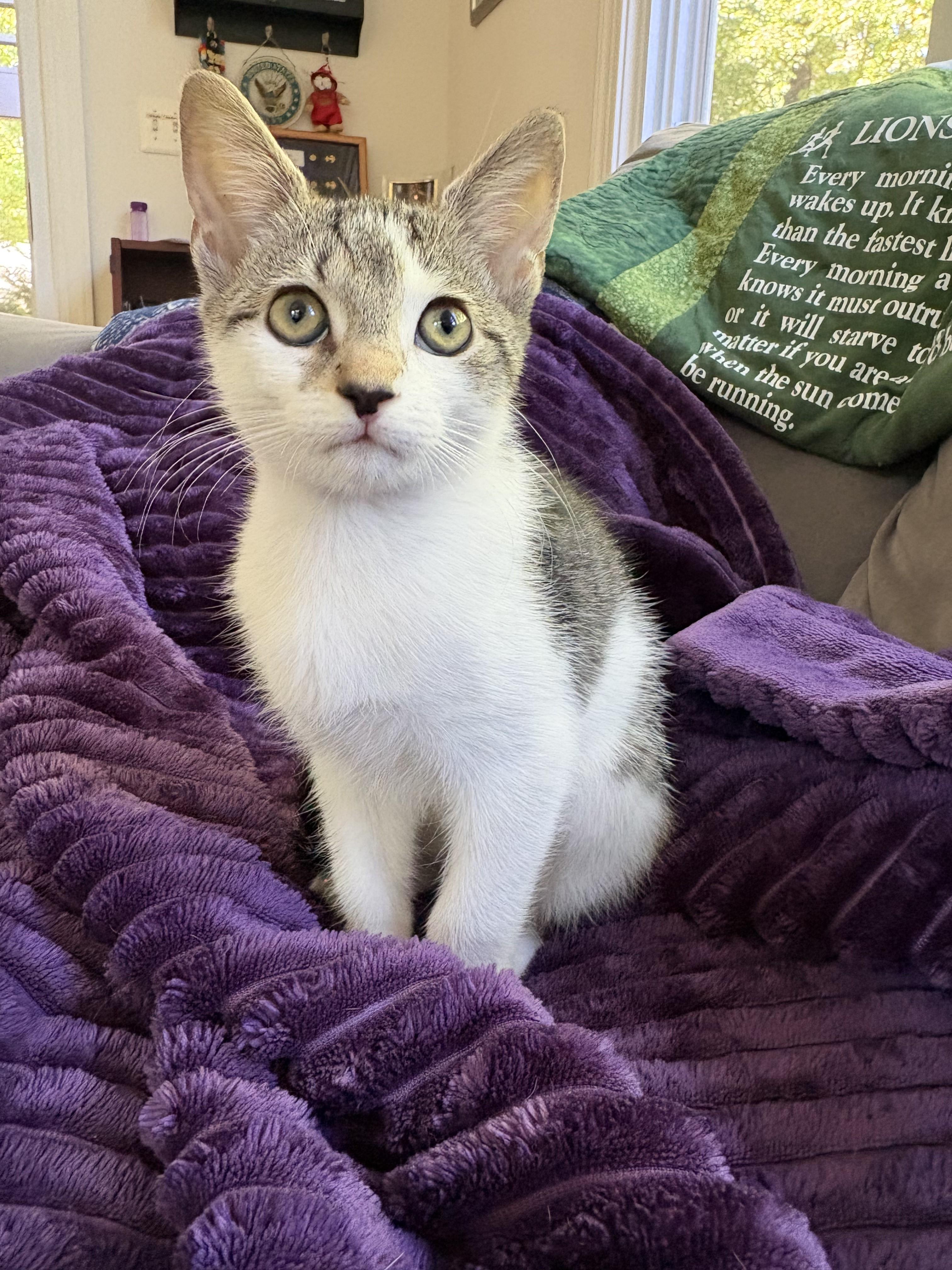 Enlarge Fifa-Kitten 1 of the World Cup KIttens, a Adoptable Tabby in Laurel, MD image 3/5