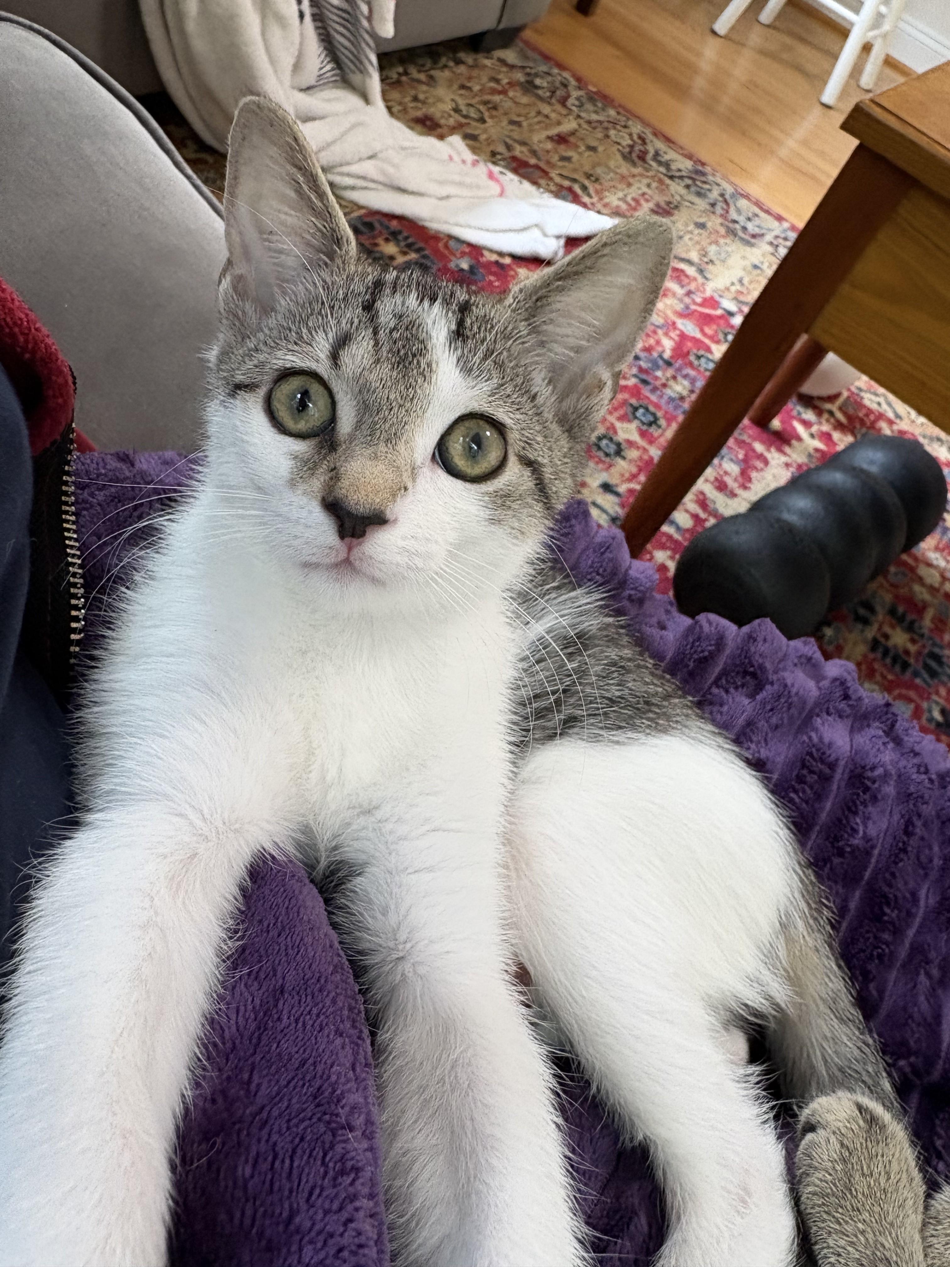 Enlarge Fifa-Kitten 1 of the World Cup KIttens, a Adoptable Tabby in Laurel, MD image 2/5