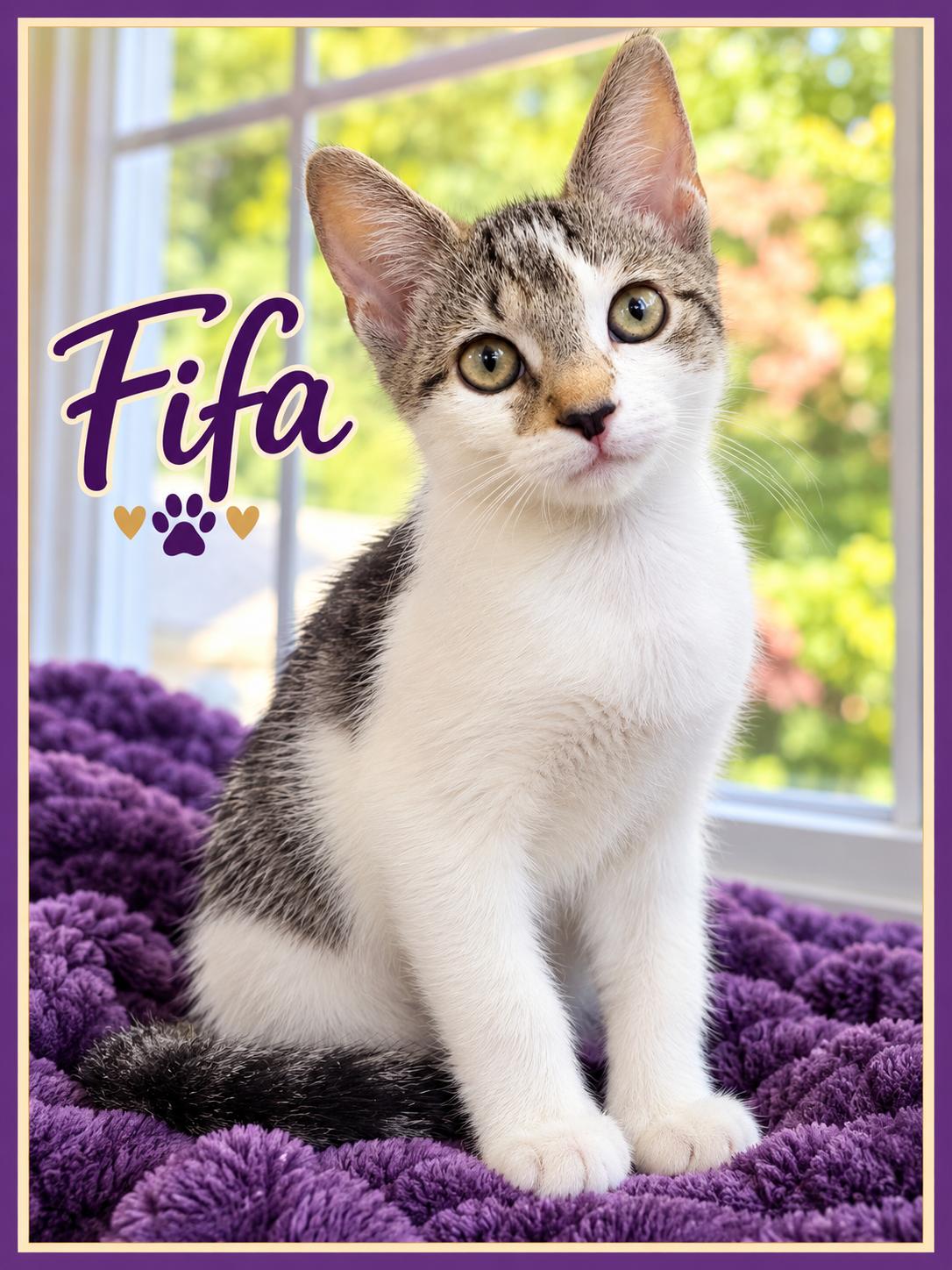 Enlarge Fifa-Kitten 1 of the World Cup KIttens, a Adoptable Tabby in Laurel, MD image 1/5