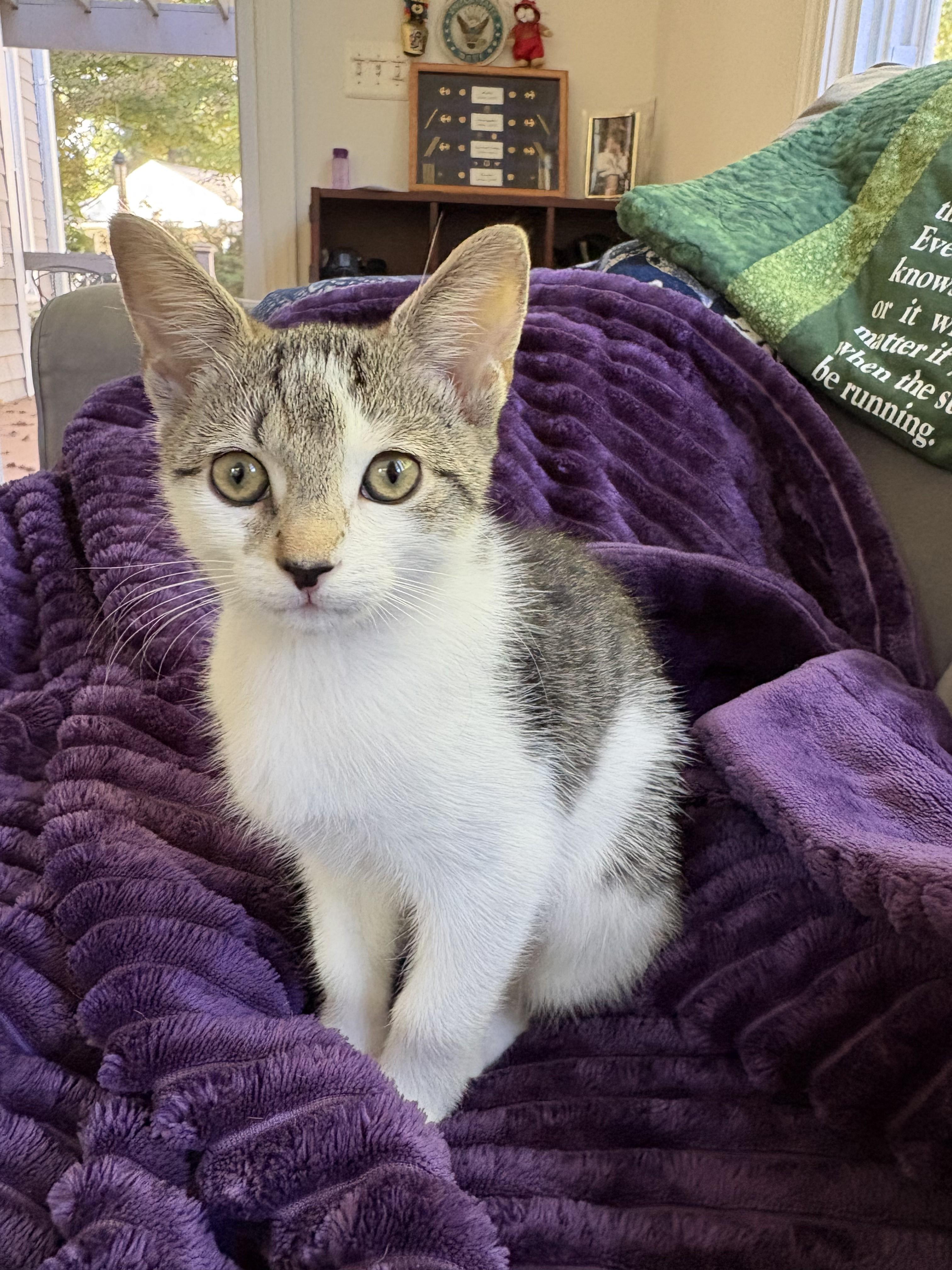 Enlarge Fifa-Kitten 1 of the World Cup KIttens, a Adoptable Tabby in Laurel, MD image 4/5